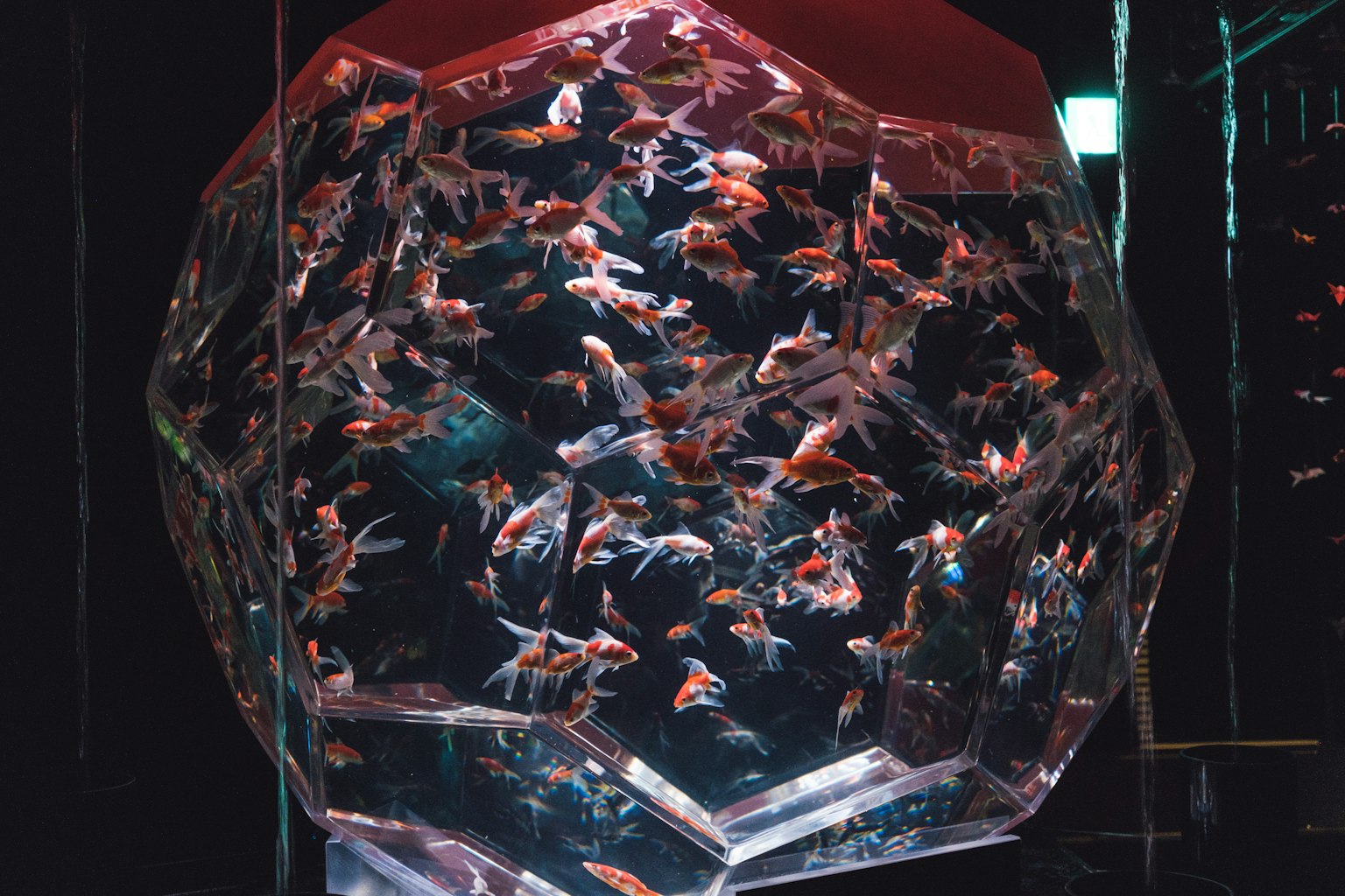 透明水槽中游動的金魚美麗場景