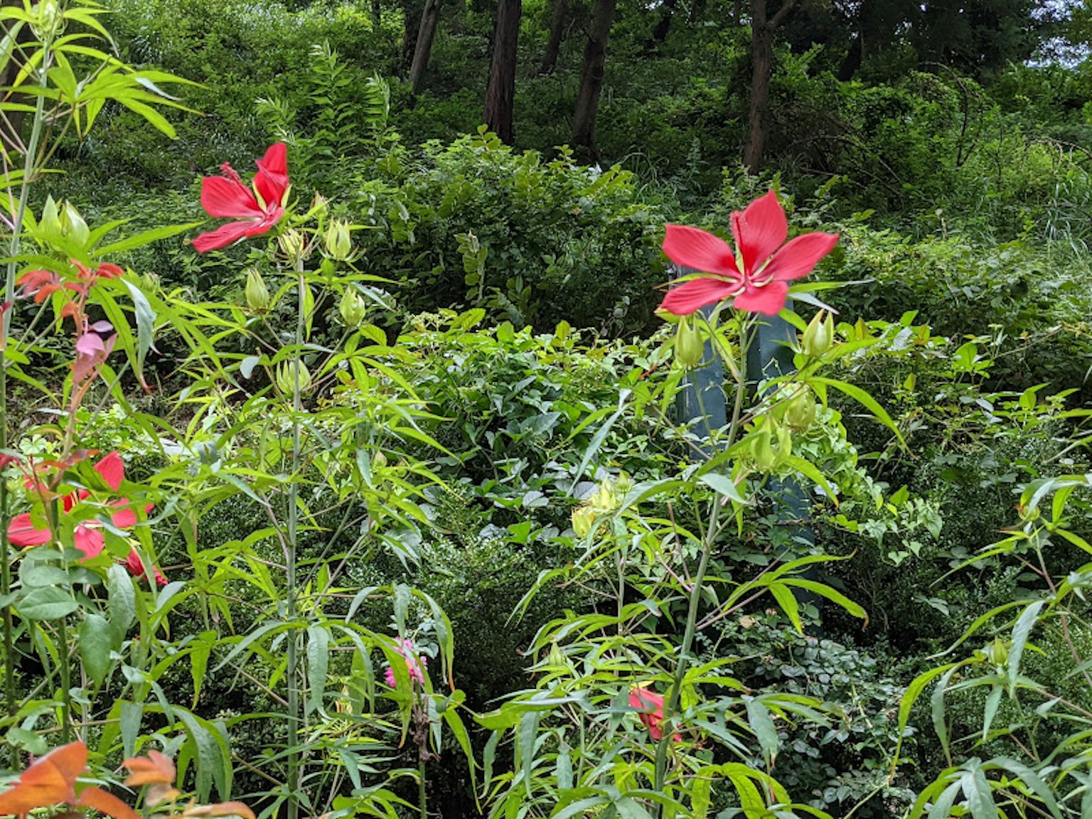 Paysage naturel avec des fleurs rouges en fleurs sur un fond vert