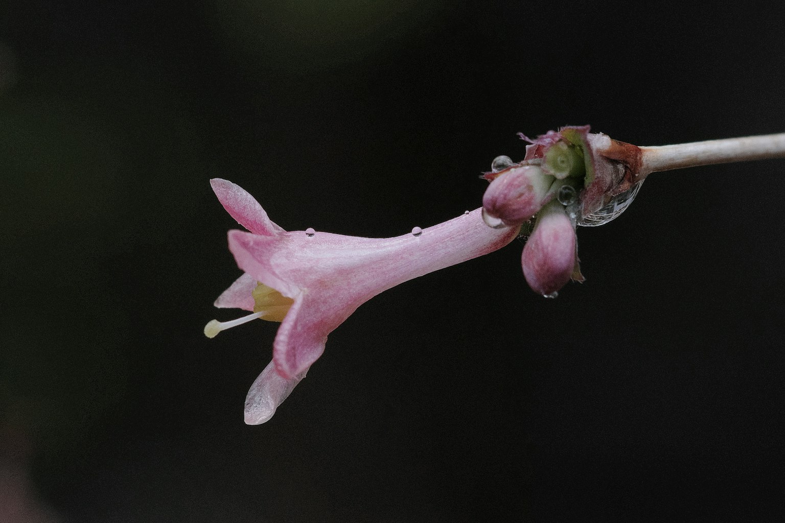 Un fiore rosa con boccioli su un sottile stelo adornato da gocce d'acqua