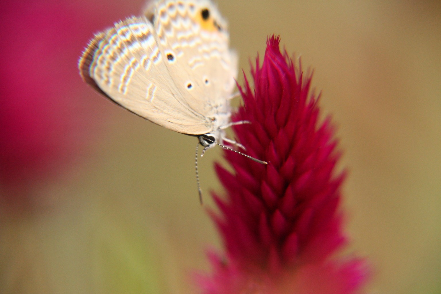 Kupu-kupu putih melayang di dekat bunga merah