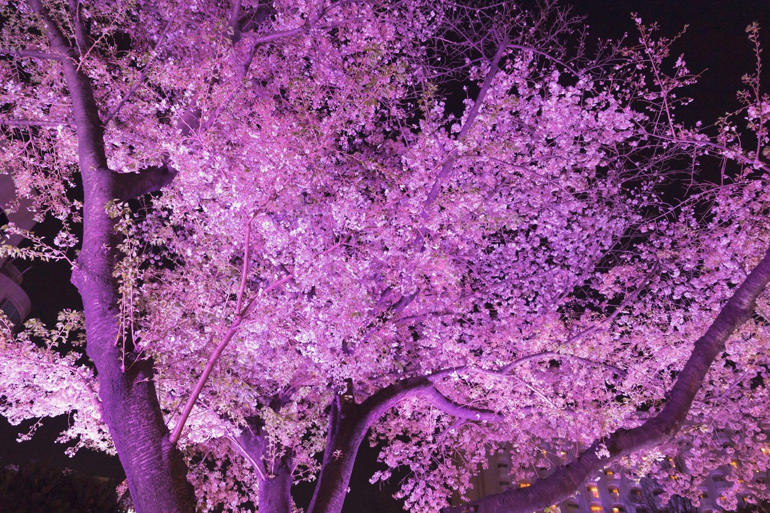 夜間照亮的櫻花樹，柔和的紫色花朵