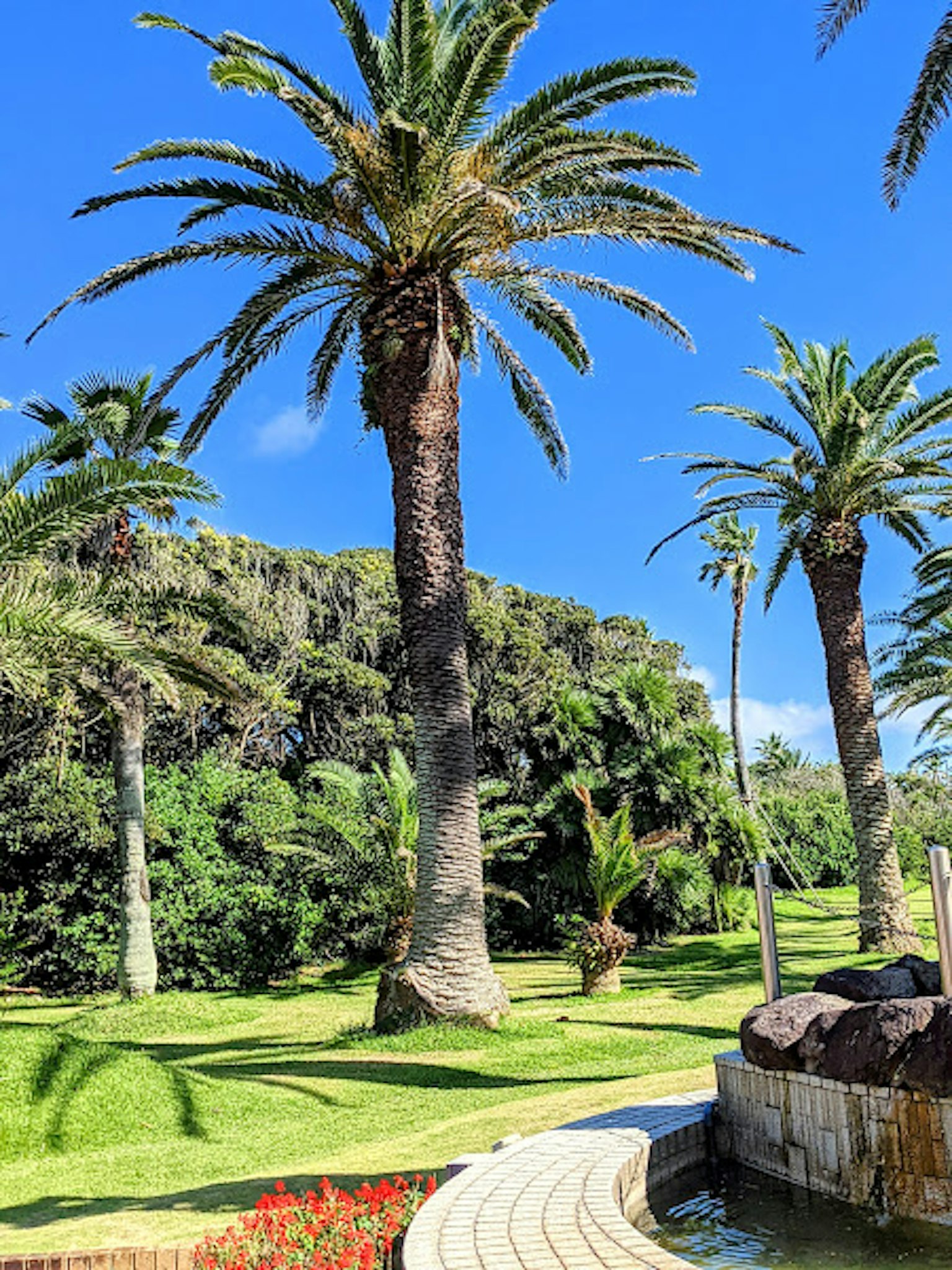 Grands palmiers entourés d'herbe verte luxuriante sous un ciel bleu