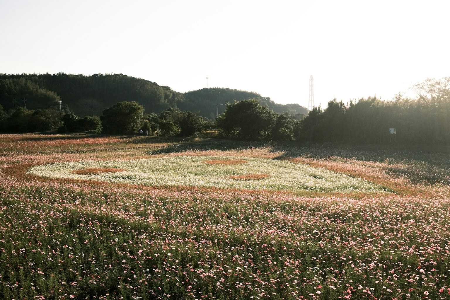 아름다운 꽃밭과 배경의 언덕이 있는 나선형 패턴