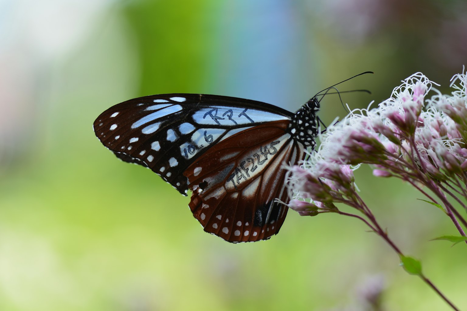 Beau papillon se reposant sur une fleur avec un fond bleu