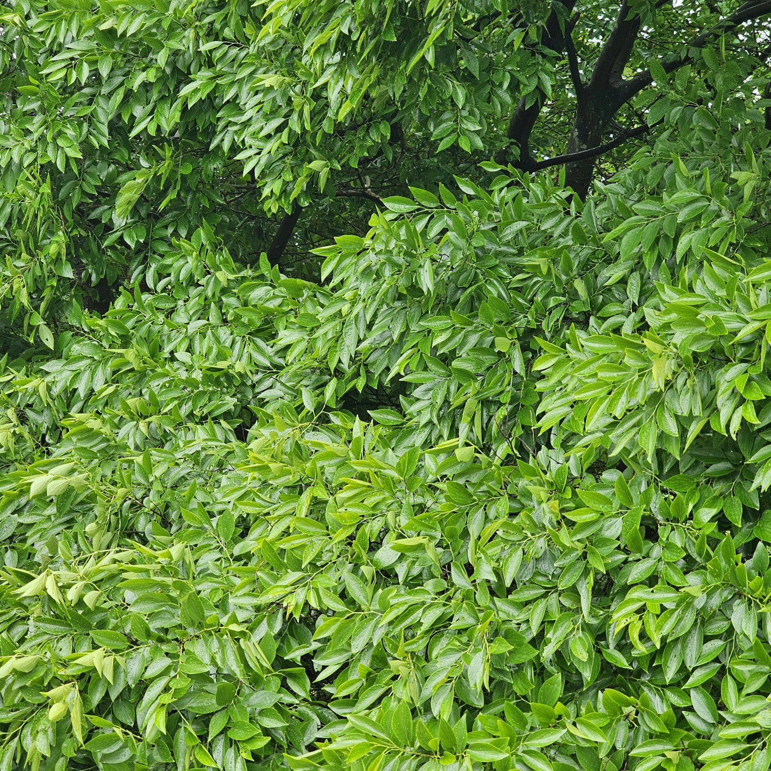 樹枝上茂密綠葉的特寫