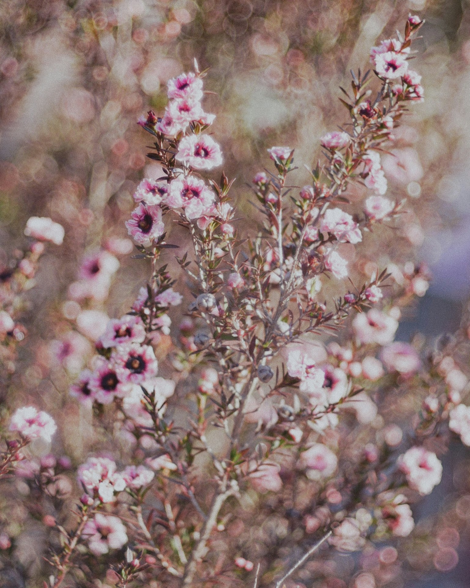 ภาพใกล้ของกิ่งก้านที่มีดอกไม้สีชมพูอ่อน