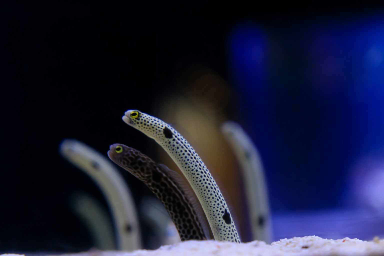 兩條鰻魚從水族箱的沙子中冒出來
