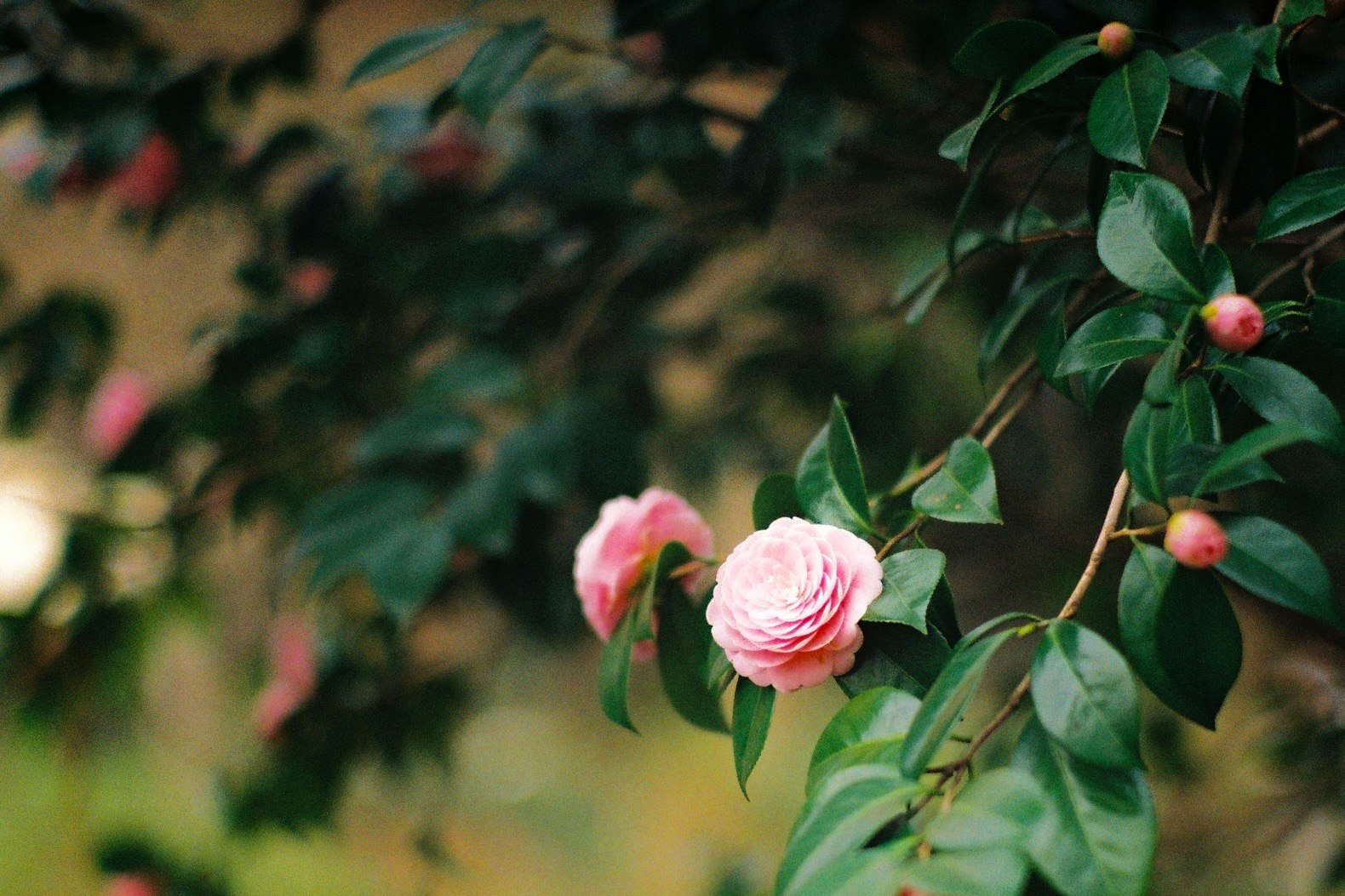 Flor de rosa rosa y ramas con hojas con desenfoque de jardín