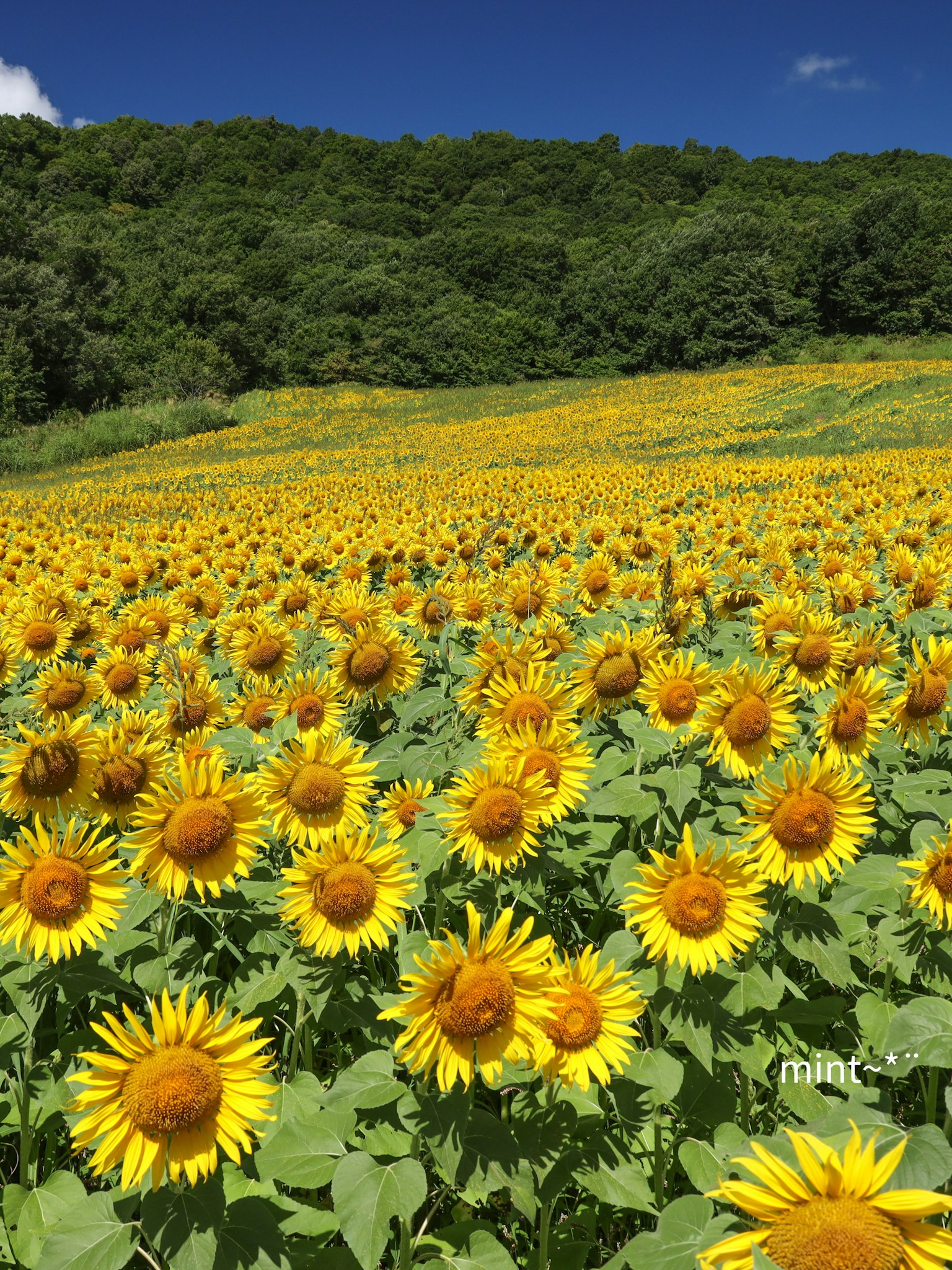 广阔的向日葵田在晴朗的蓝天下