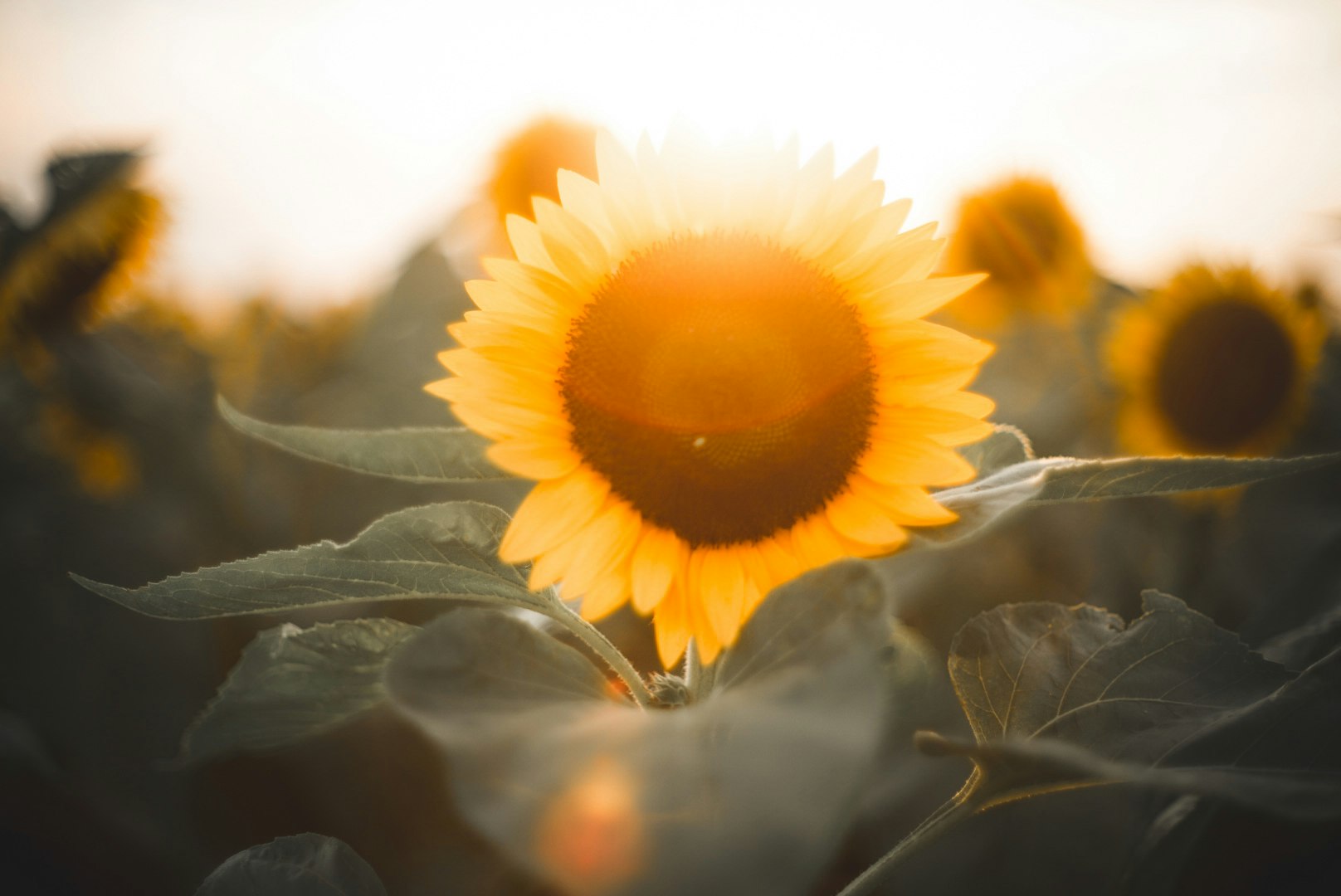 ひまわりの花びらに差す夕日光