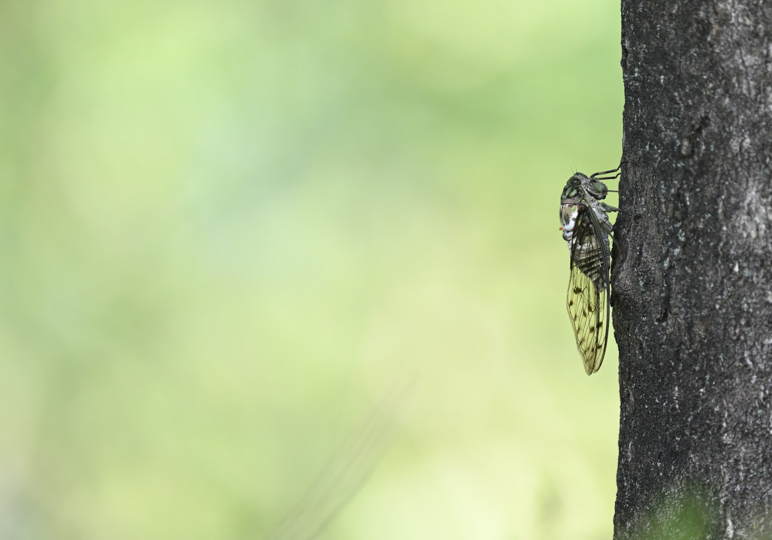 Serangga cicada bertengger di batang pohon dengan latar belakang hijau cerah