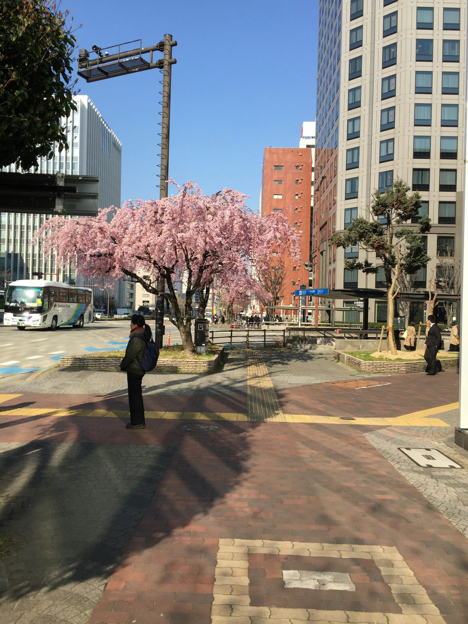 Scena di angolo di strada con albero di ciliegio in fiore edifici e cielo blu