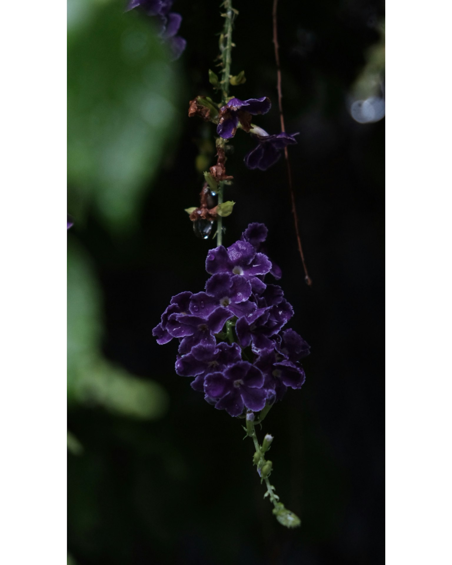 紫色の花が垂れ下がっている様子 緑の背景が印象的