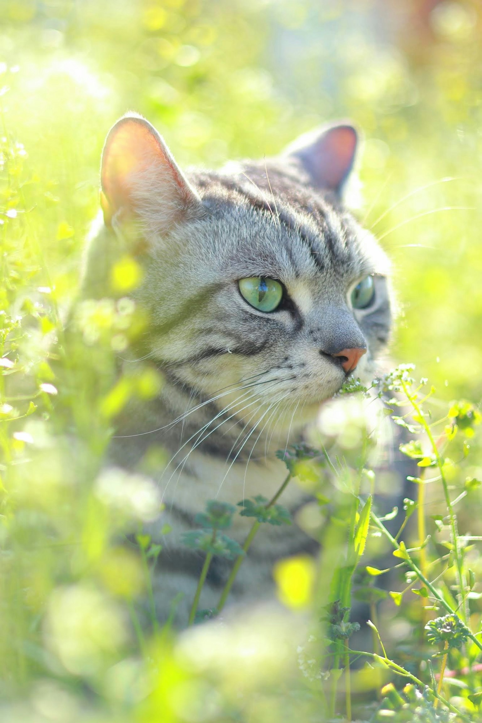 Perfil de un gato gris sentado tranquilamente entre la hierba verde y las flores