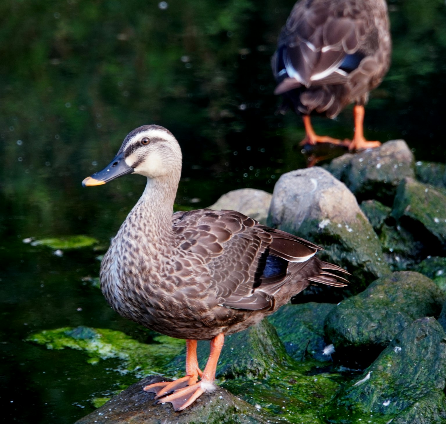 Ente steht auf einem Stein am Wasser eine andere Ente im Hintergrund