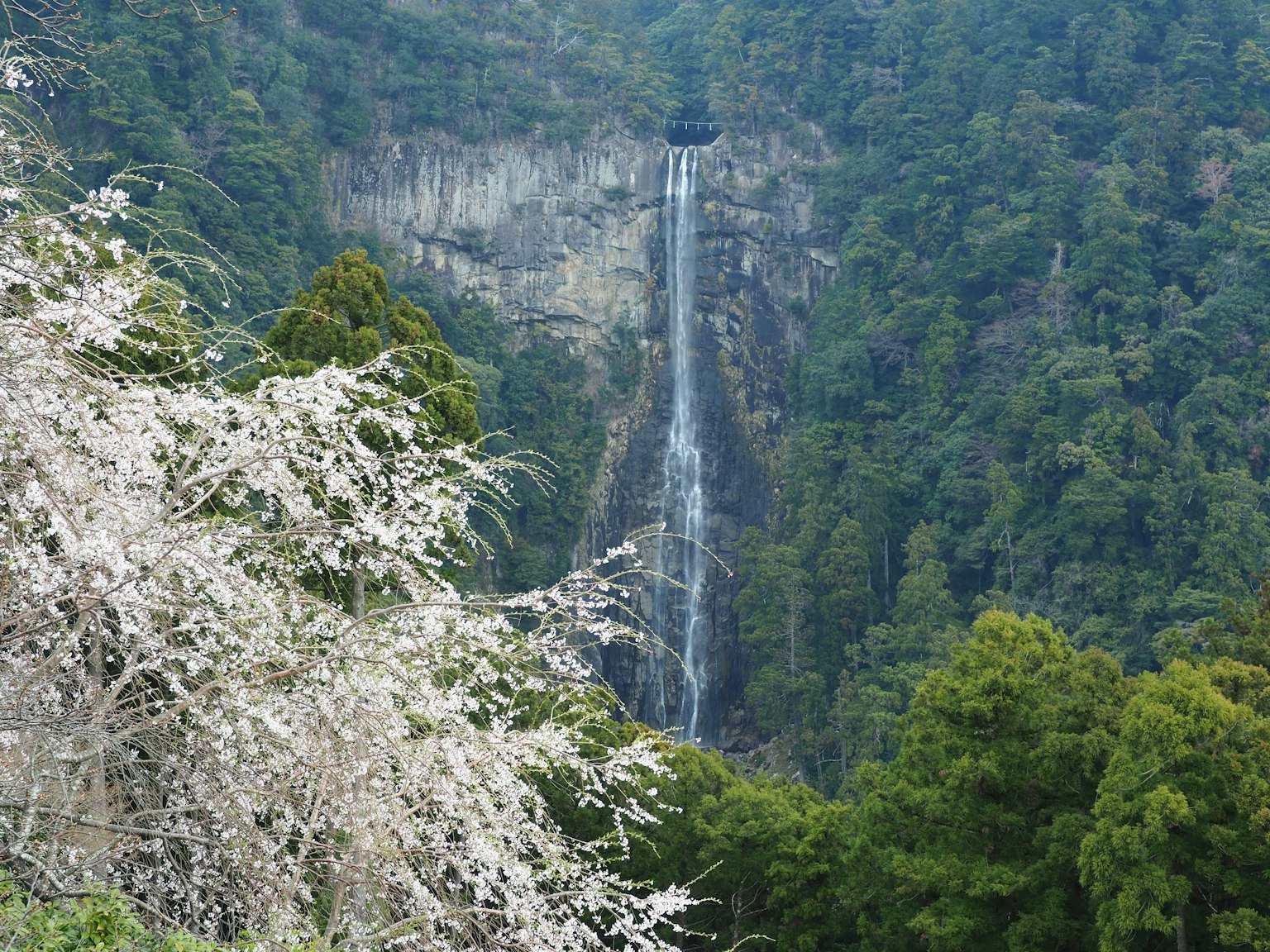 น้ำตกที่สวยงามล้อมรอบด้วยความเขียวขจีและดอกซากุระบาน