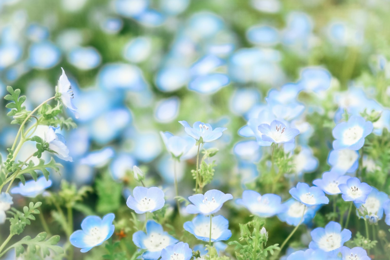 ภาพนุ่มนวลของดอกไม้สีน้ำเงินที่บานอยู่บนพื้นหลังสีเขียว