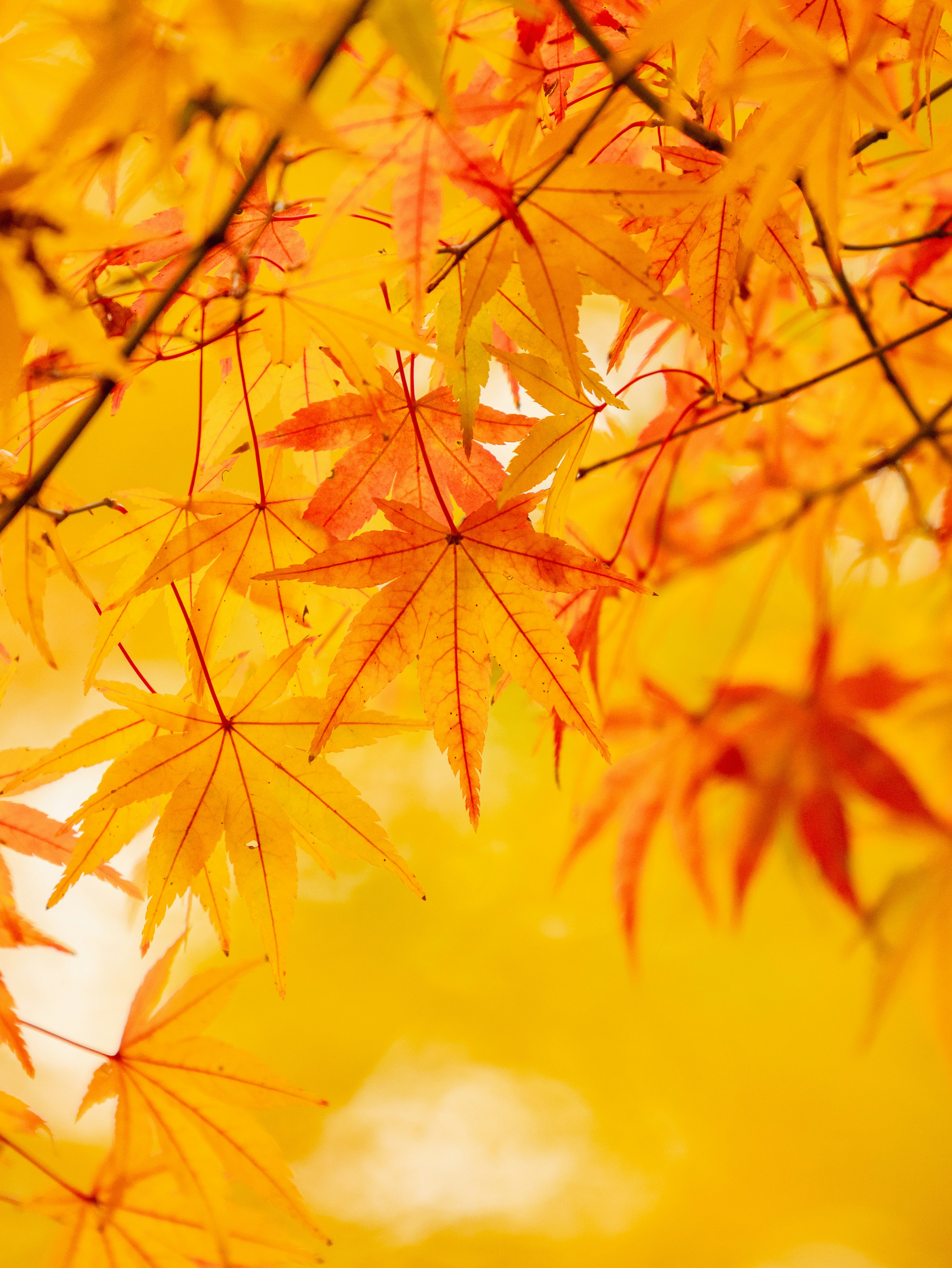 鮮やかな紅葉の枝先と秋空の光