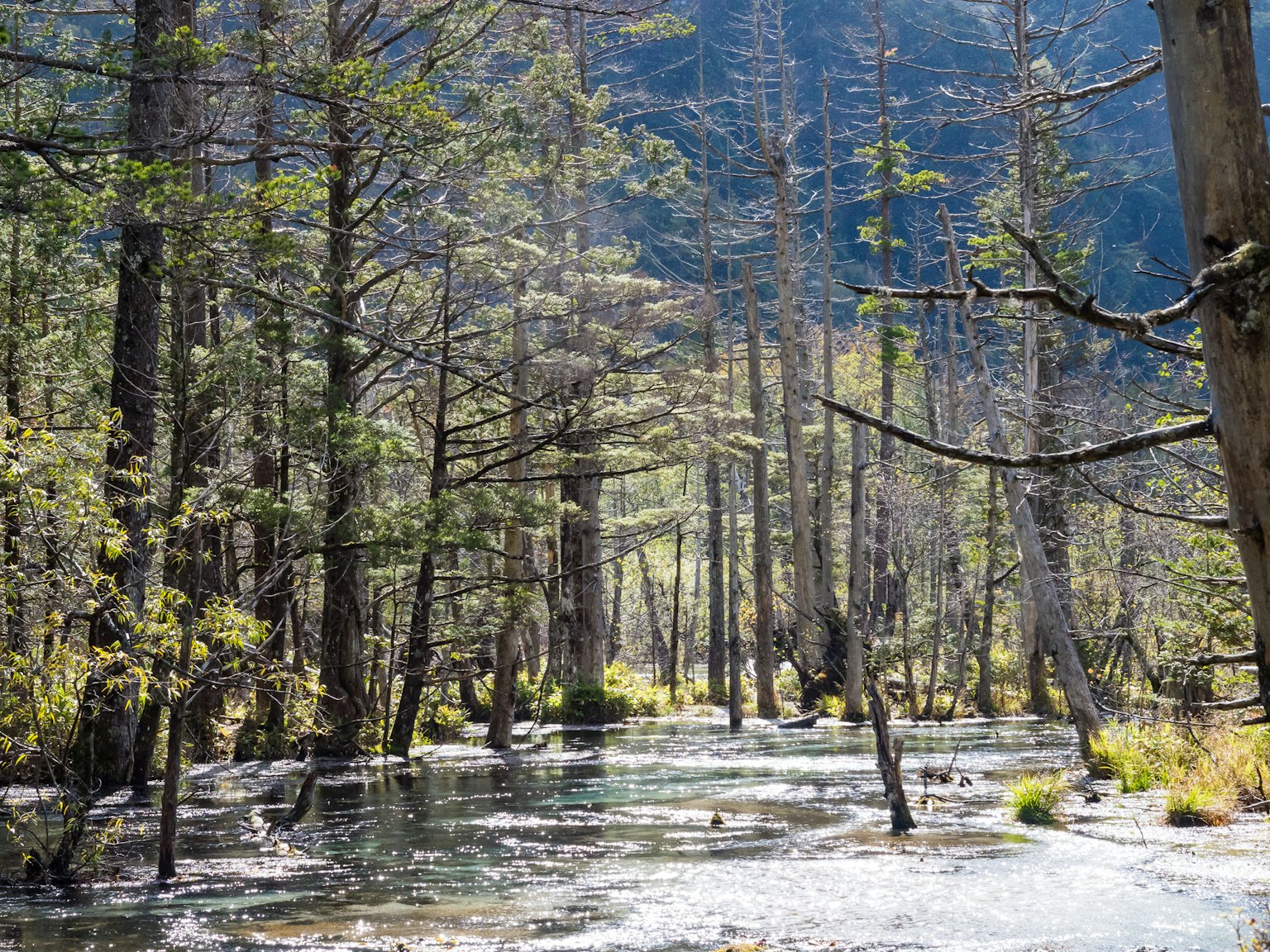 Serene water body surrounded by tall trees in a forest