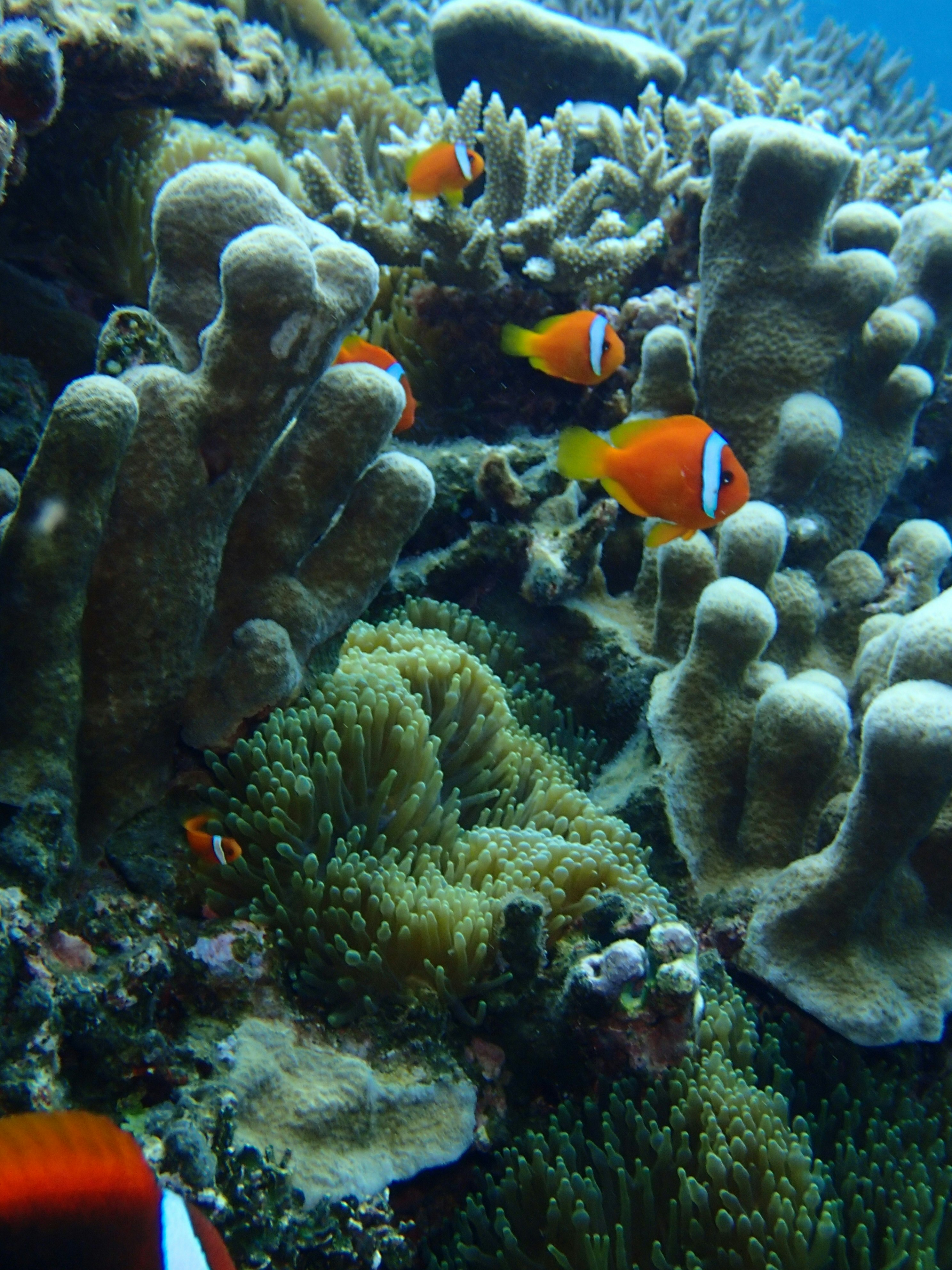 サンゴ礁の中を泳ぐカラフルな熱帯魚の群れ