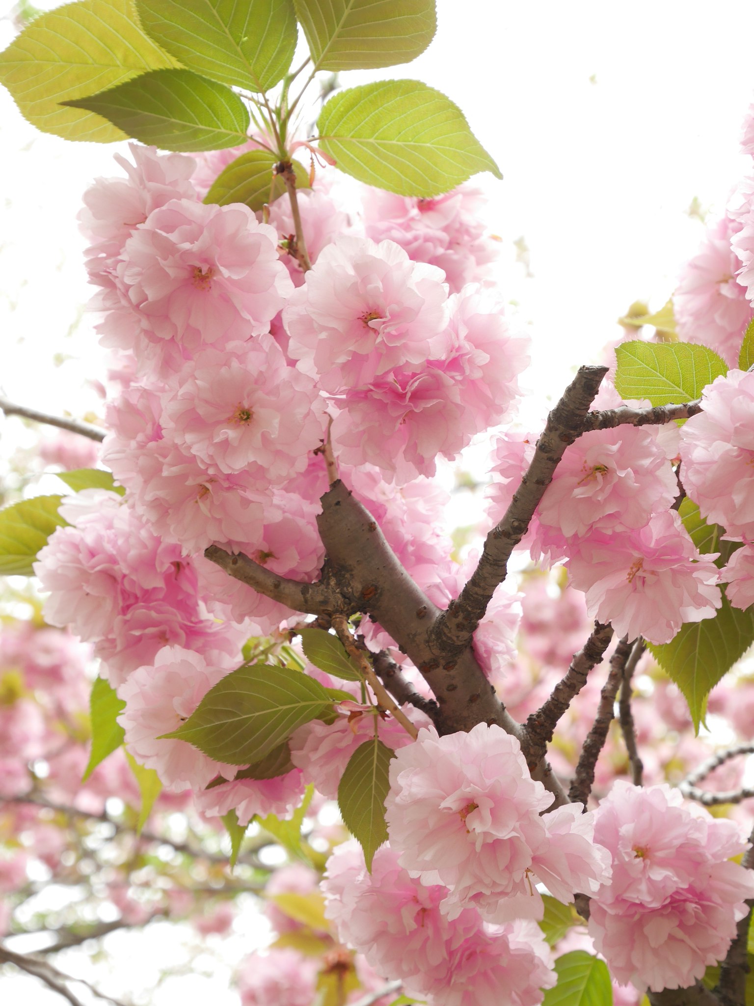 Close-up bunga sakura di cabang