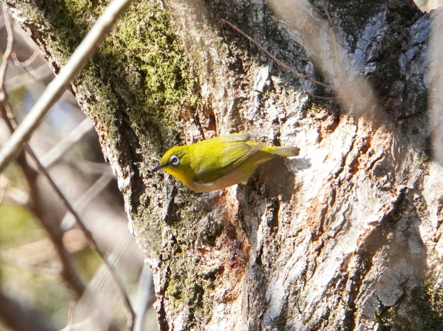 Piccolo uccello giallo appollaiato su un tronco d'albero