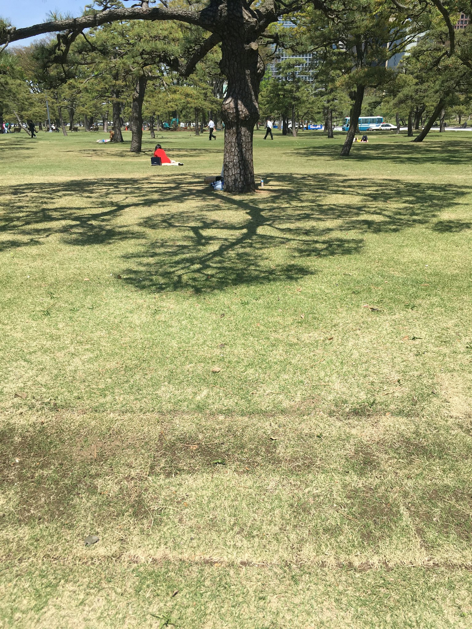 A large tree casting shadows on the grass in a park