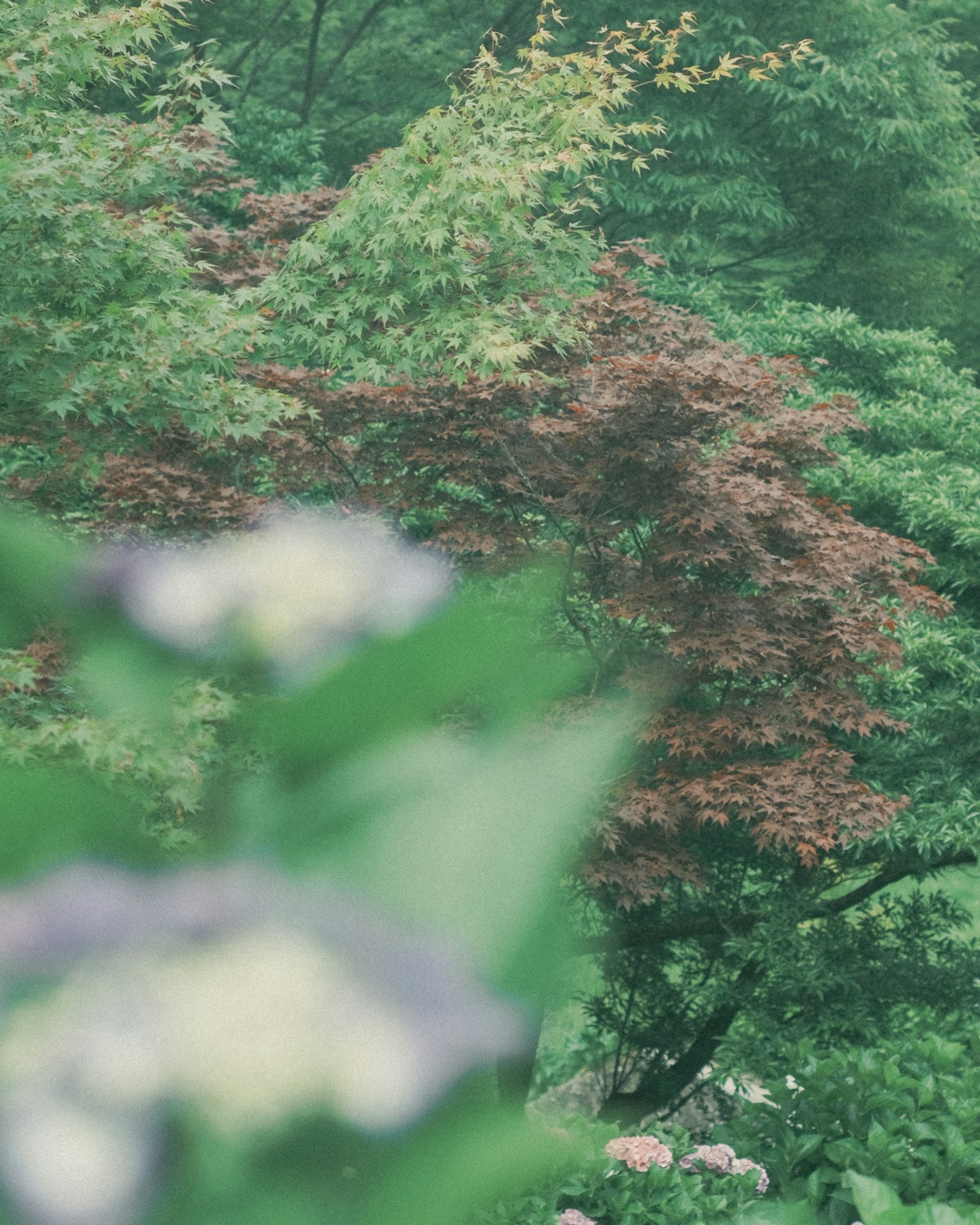 Immagine sfocata di alberi verdi e fiori viola in un paesaggio naturale