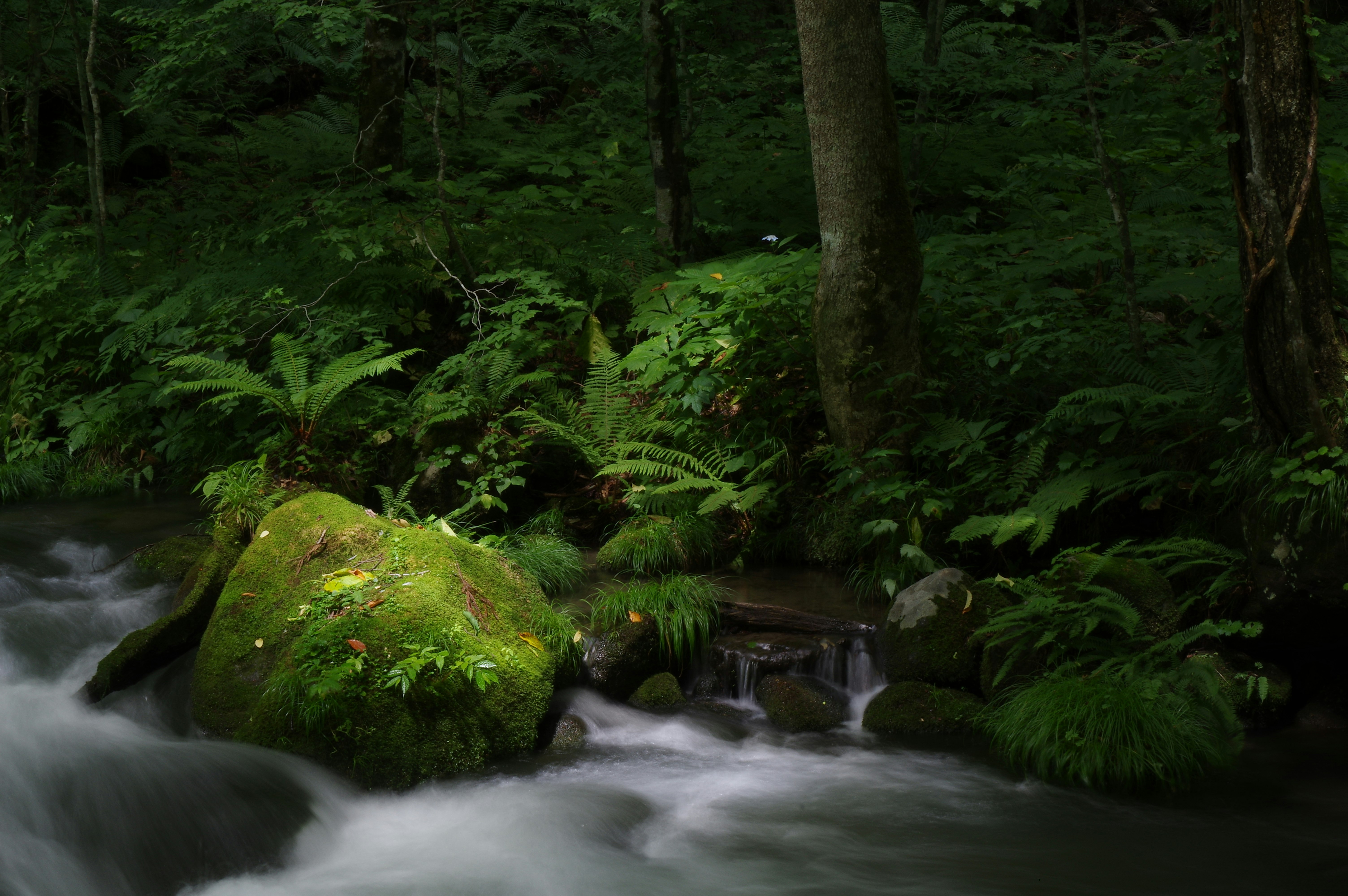 batu berlumut dan aliran sungai kecil di hutan