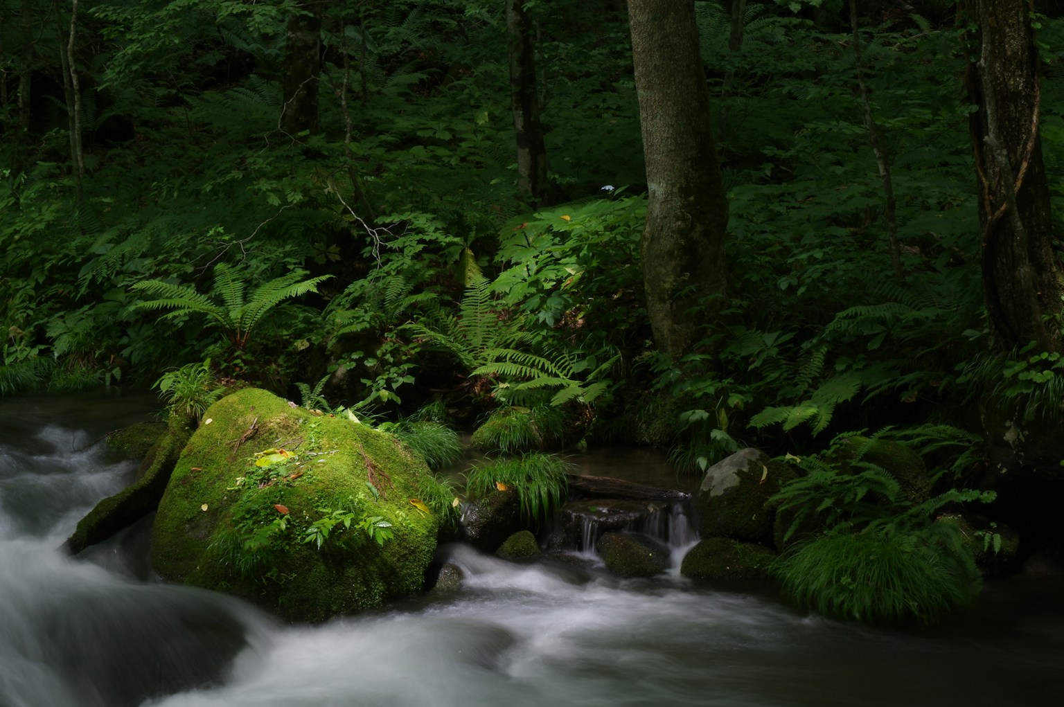 Vue pittoresque d'une rivière avec feuillage vert et rochers couverts de mousse