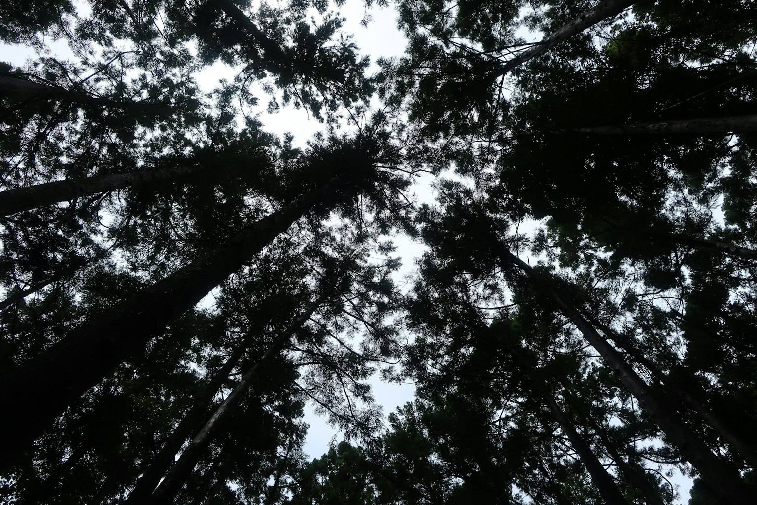 Vista del cielo attraverso gli alberi