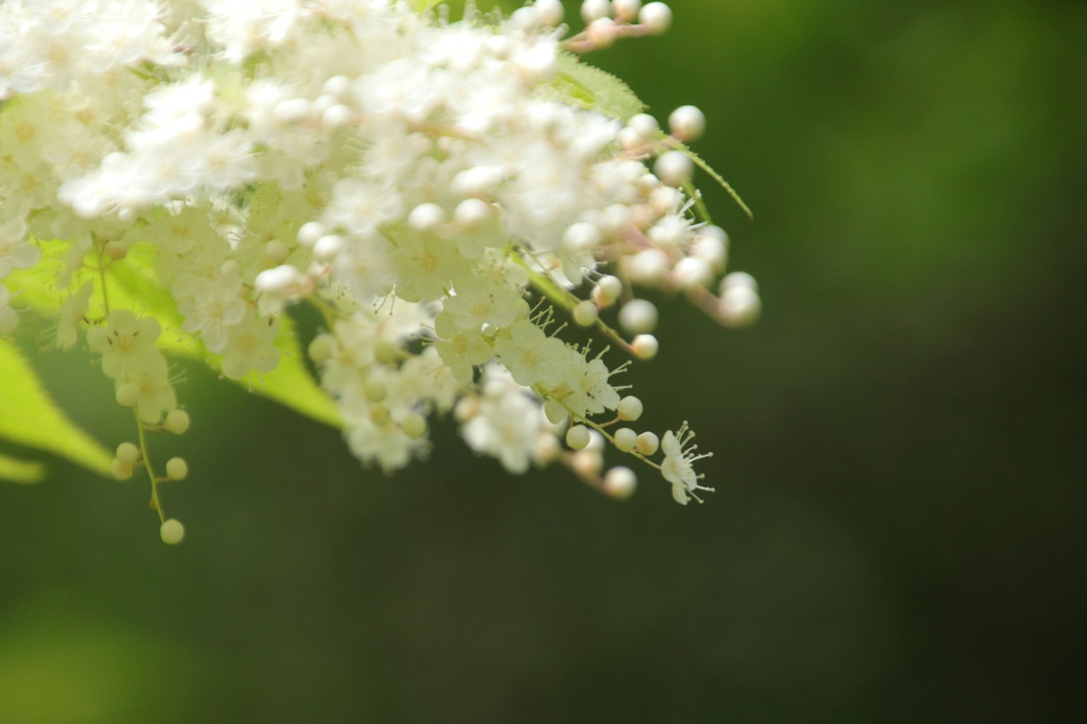 Acercamiento de flores blancas con fondo verde