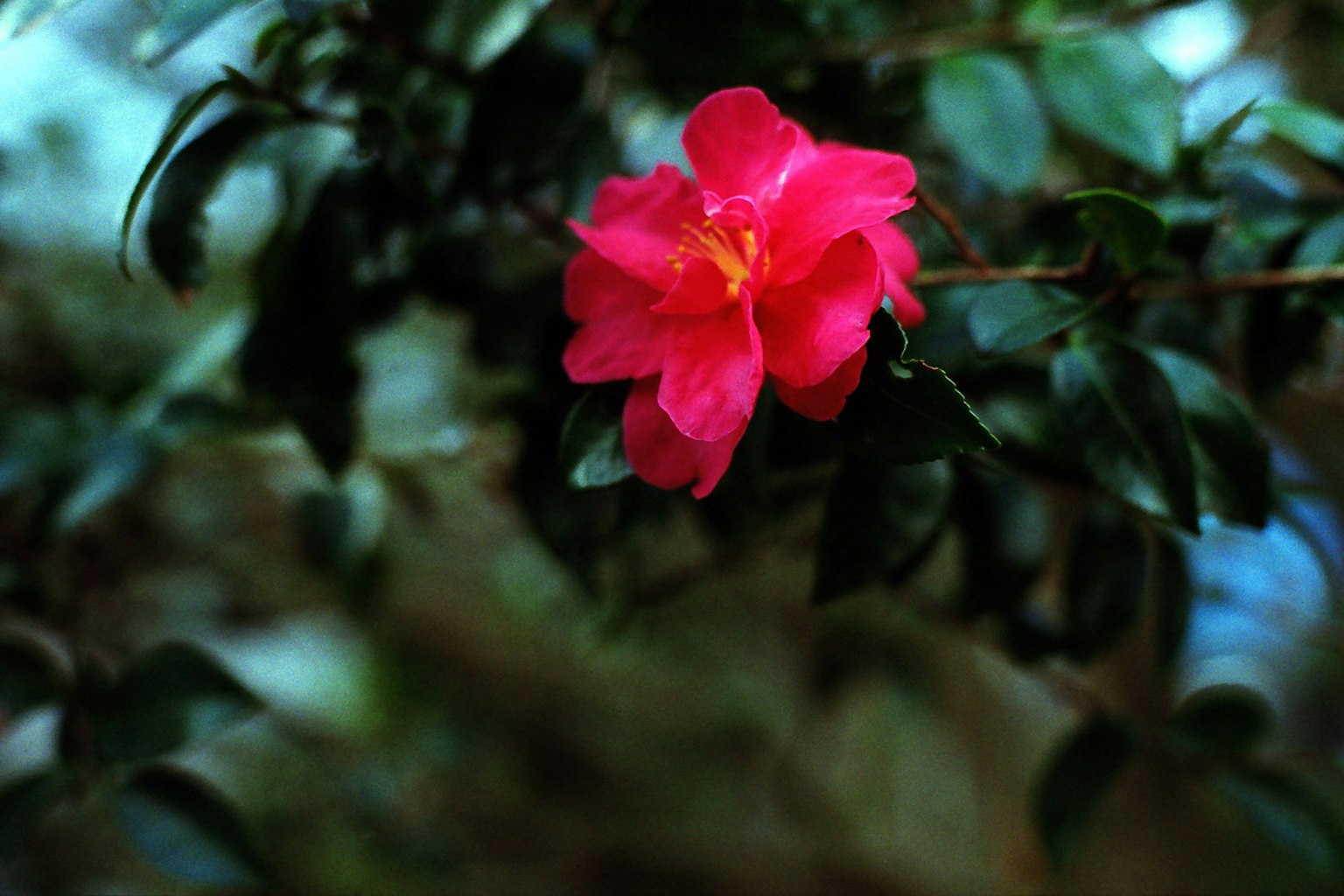 Flor rosa vibrante floreciendo entre hojas verdes