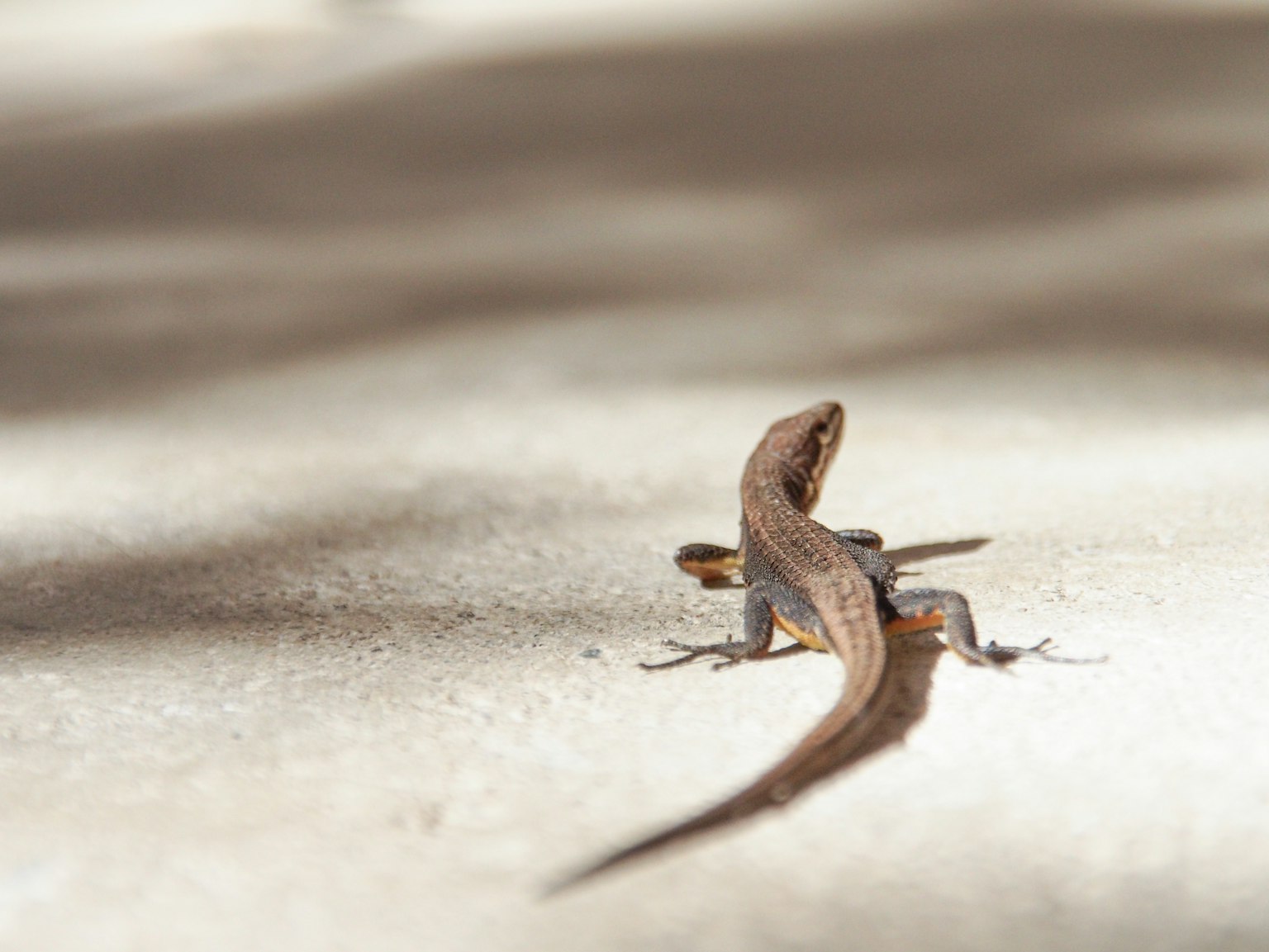 Seekor kadal kecil berjalan di atas pasir di bawah sinar matahari