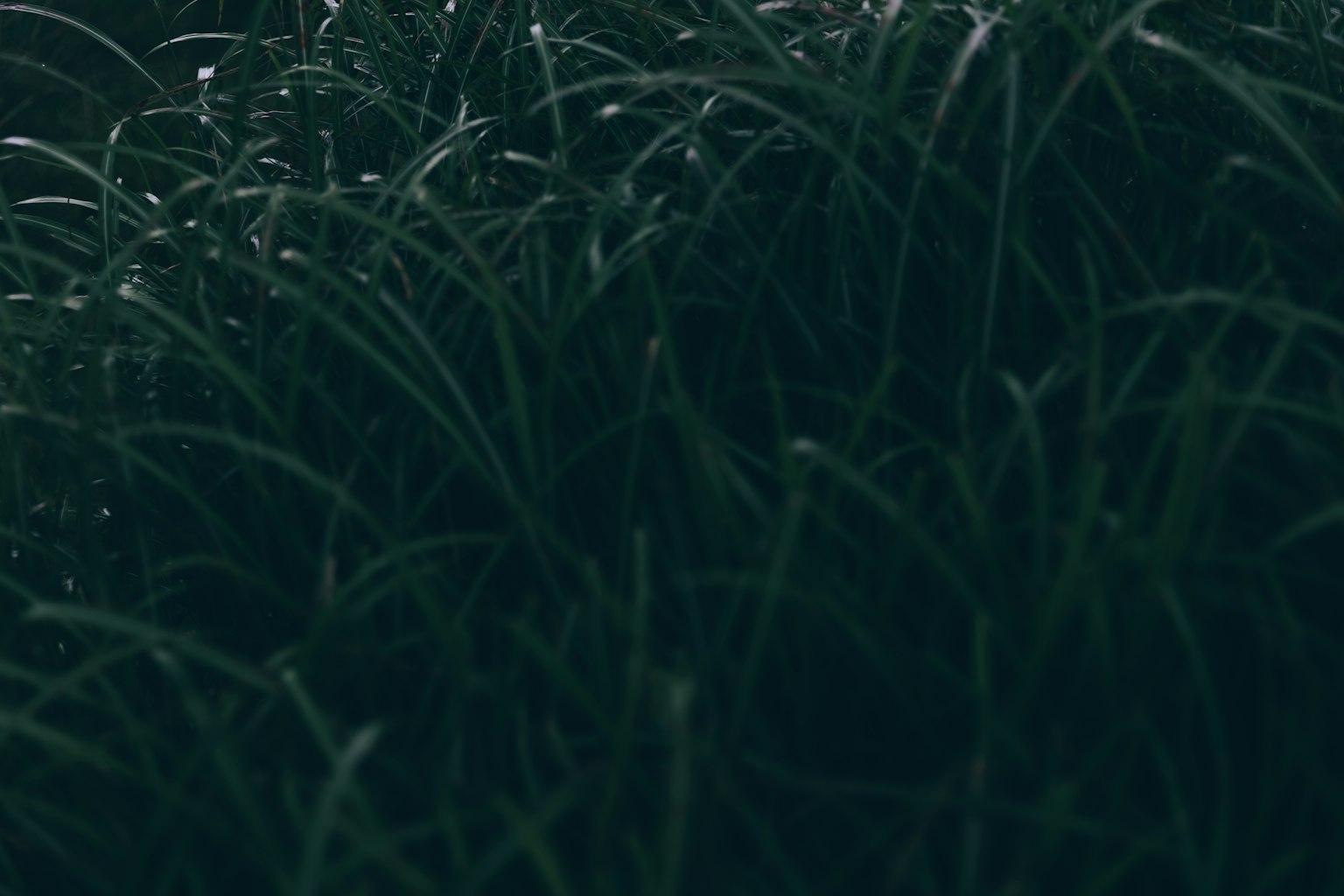 Image en gros plan d'herbe verte avec de la rosée
