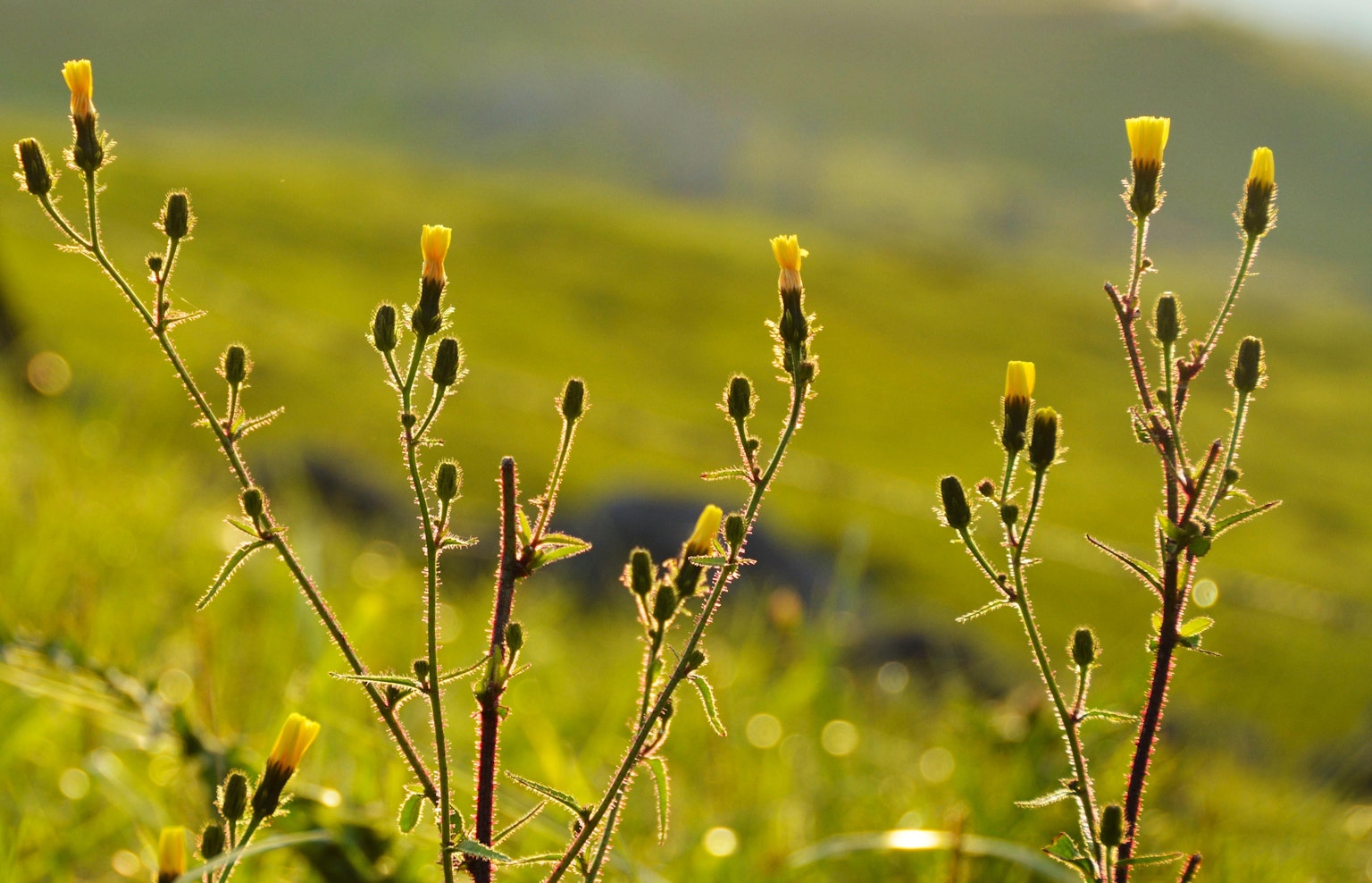 Primo piano di erba con gemme di fiori gialli