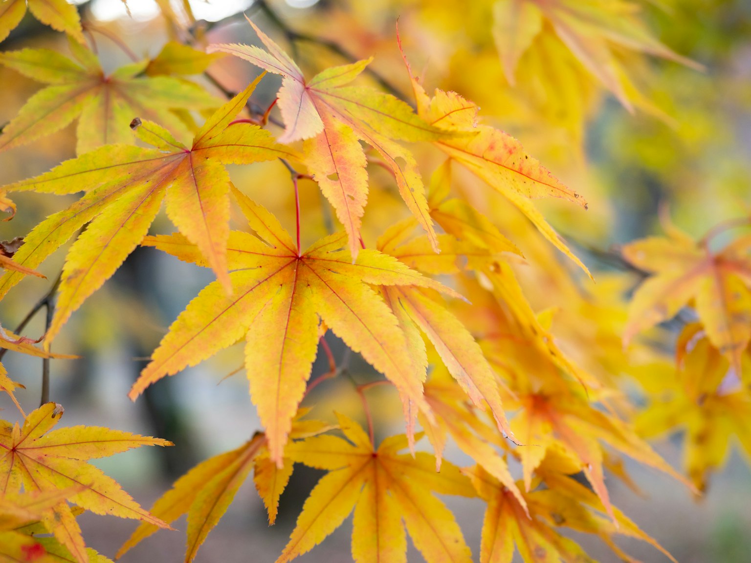 生机勃勃的黄色枫叶的树枝