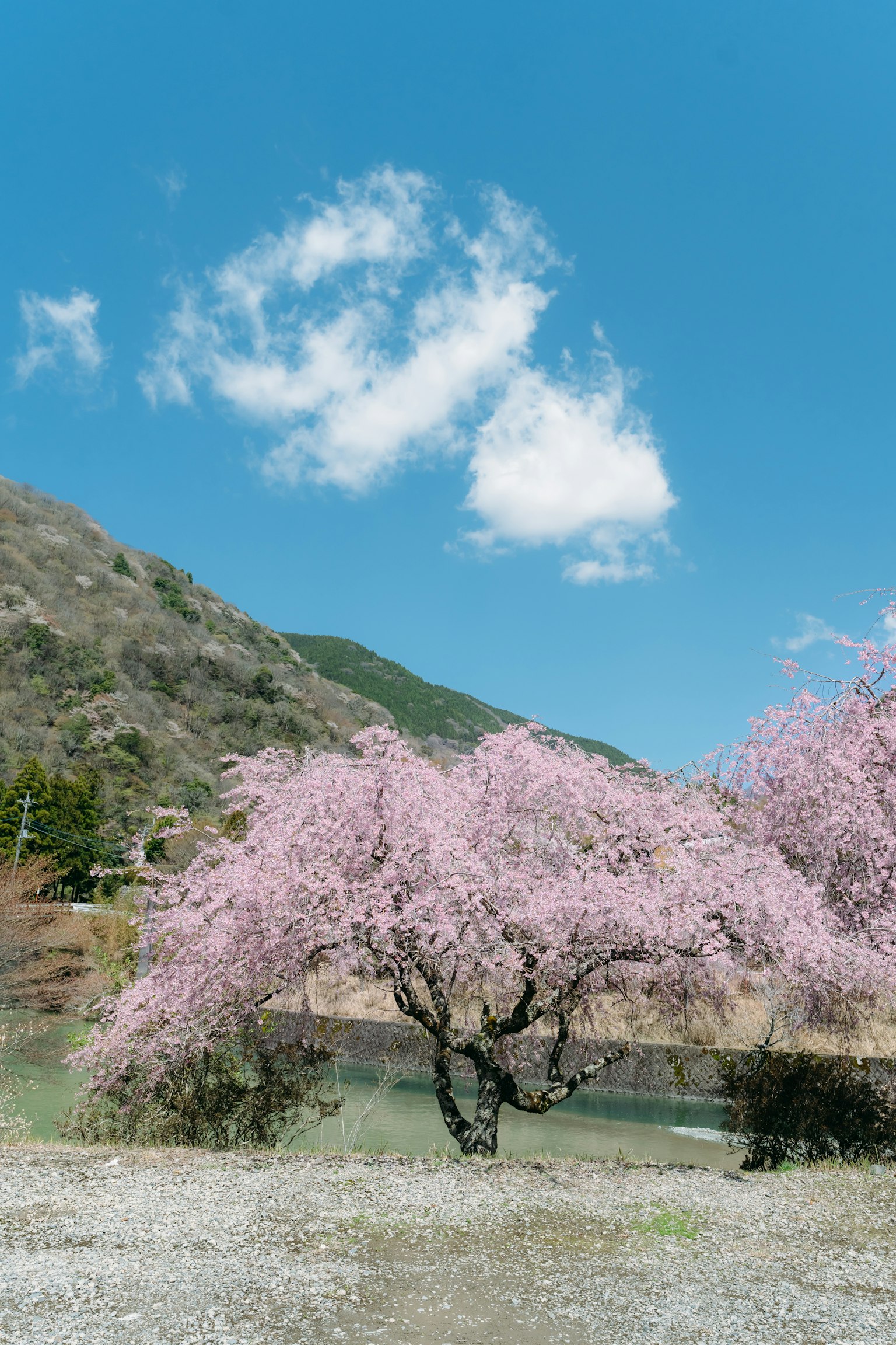 Cherry blossom tree in full bloom under a blue sky with mountains in the background