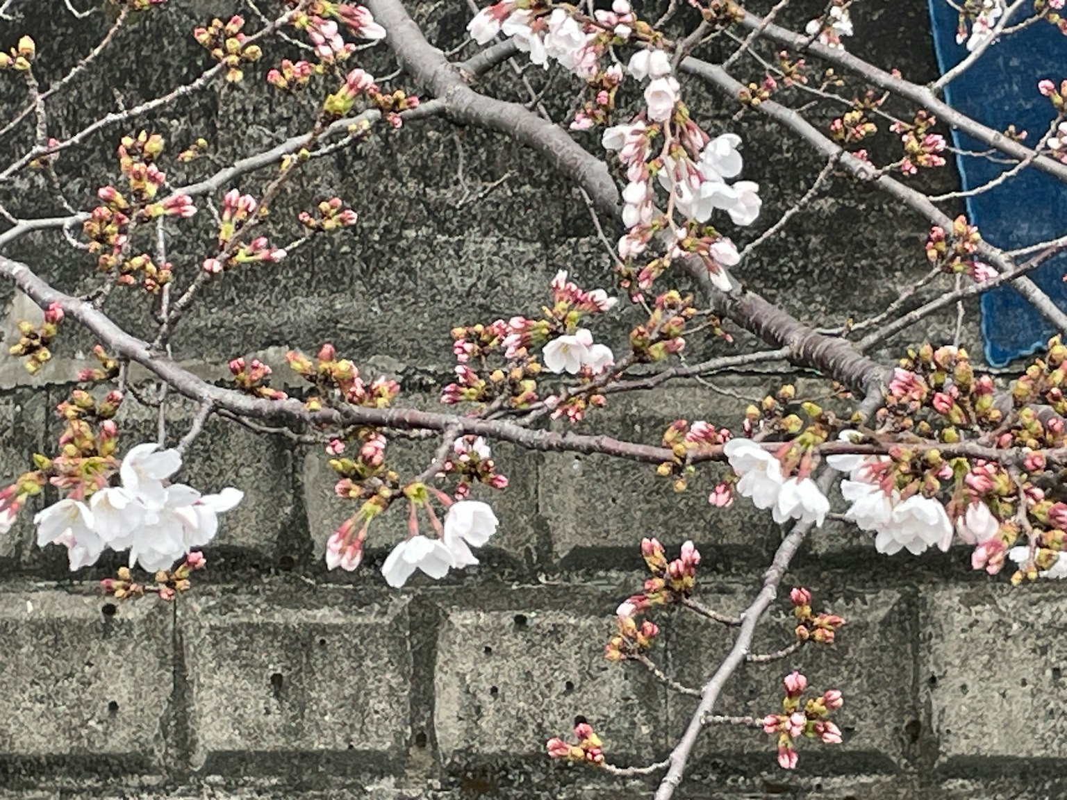 桜の花が咲いている枝とコンクリートの壁