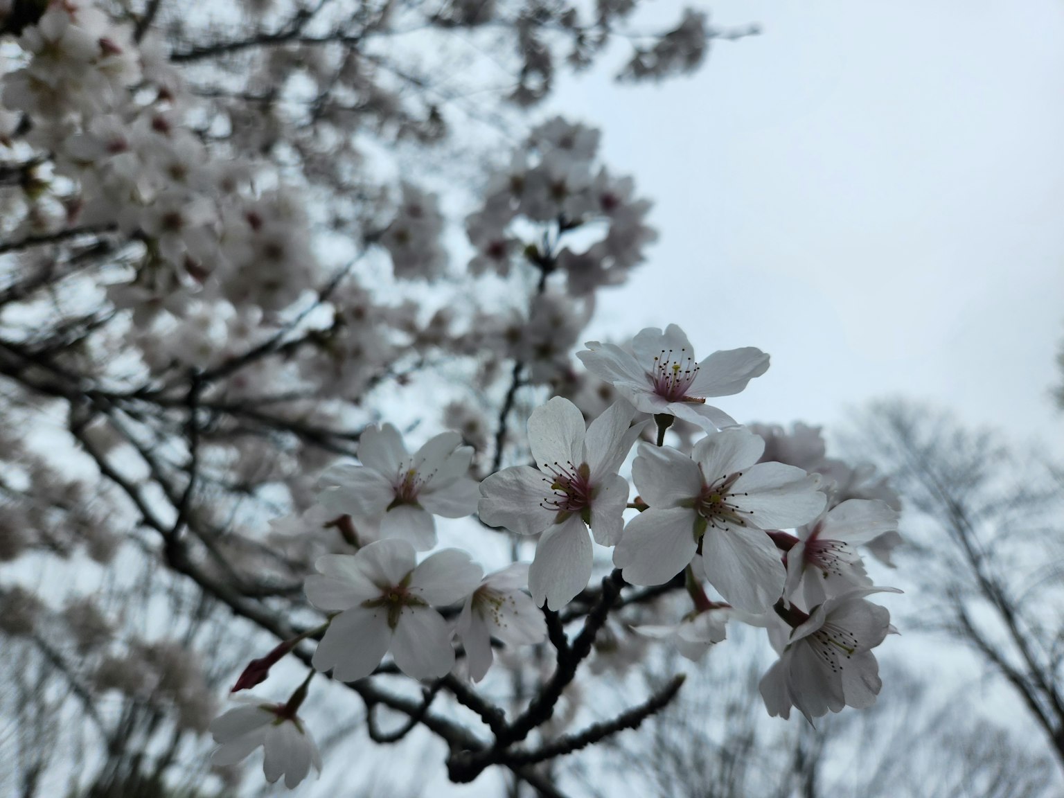櫻花樹枝特寫，白色花朵
