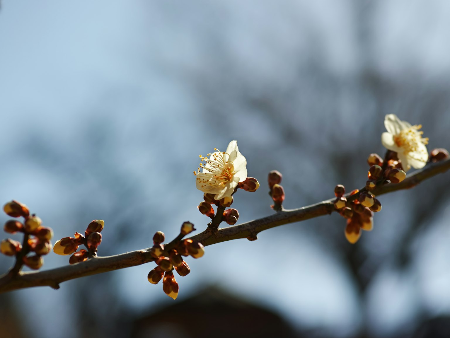 Nahaufnahme von weißen Blumen und Knospen an einem Zweig