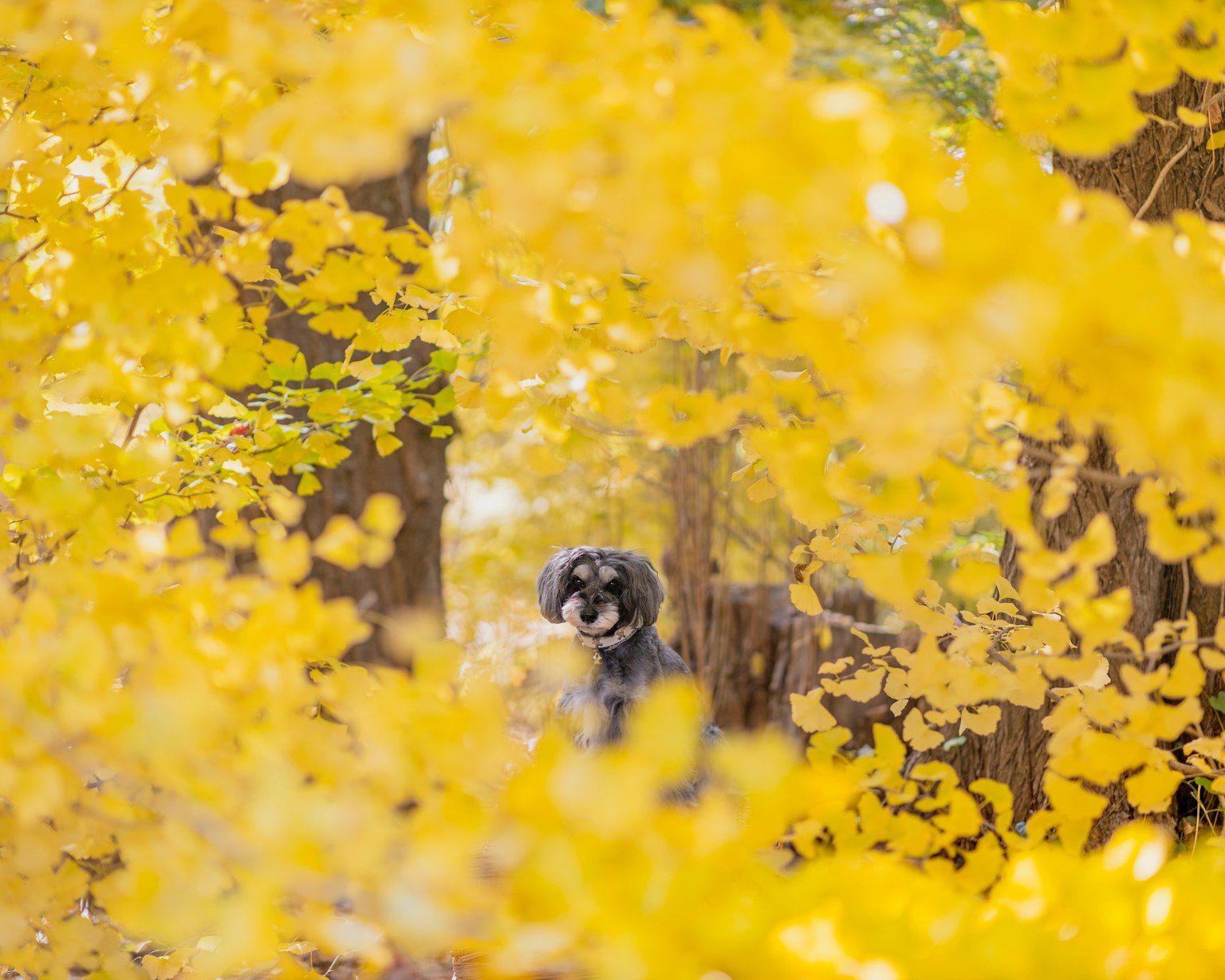 Dog sitting among vibrant yellow autumn leaves