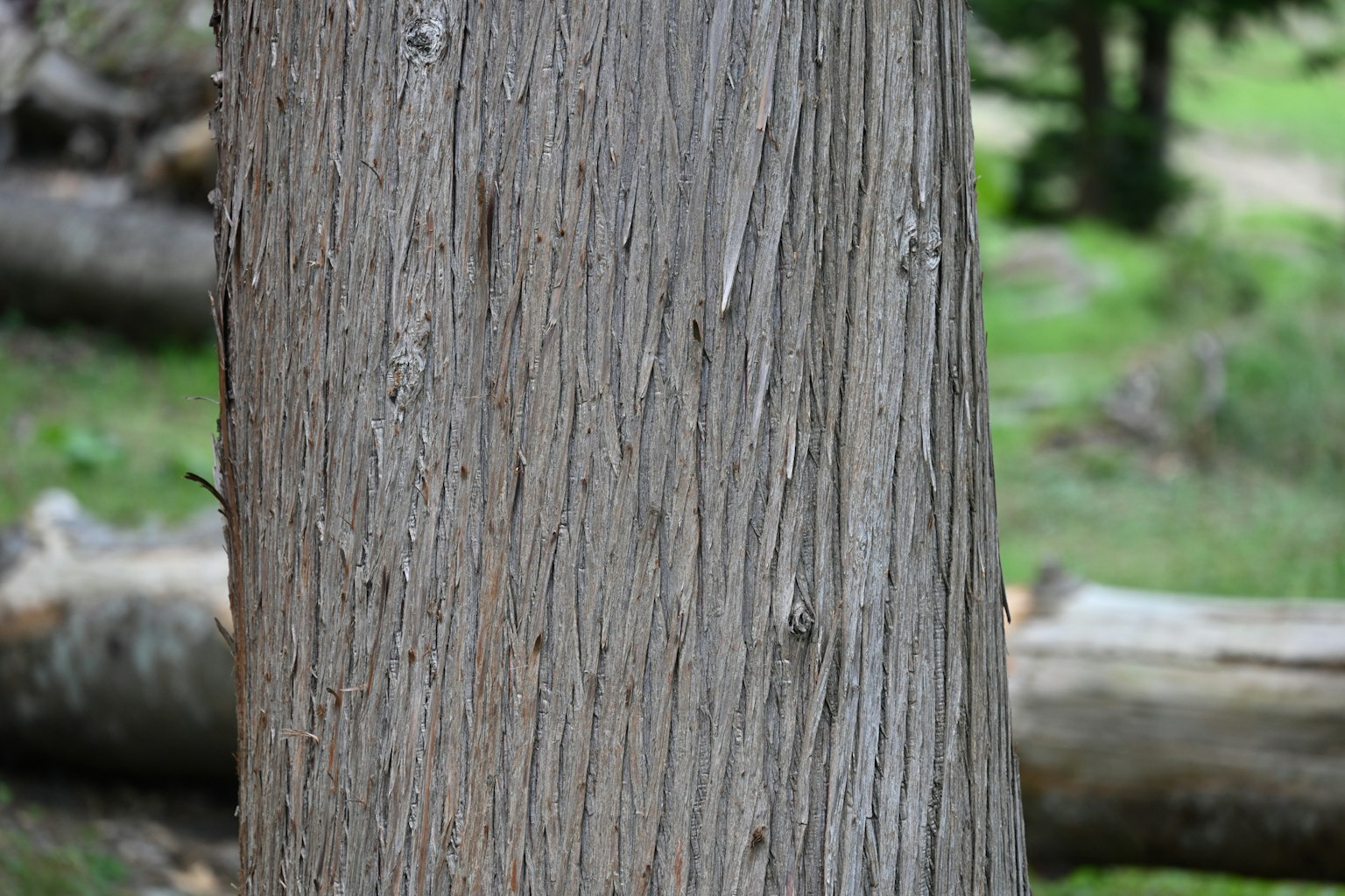 Close-up of a tree trunk showcasing detailed texture and patterns