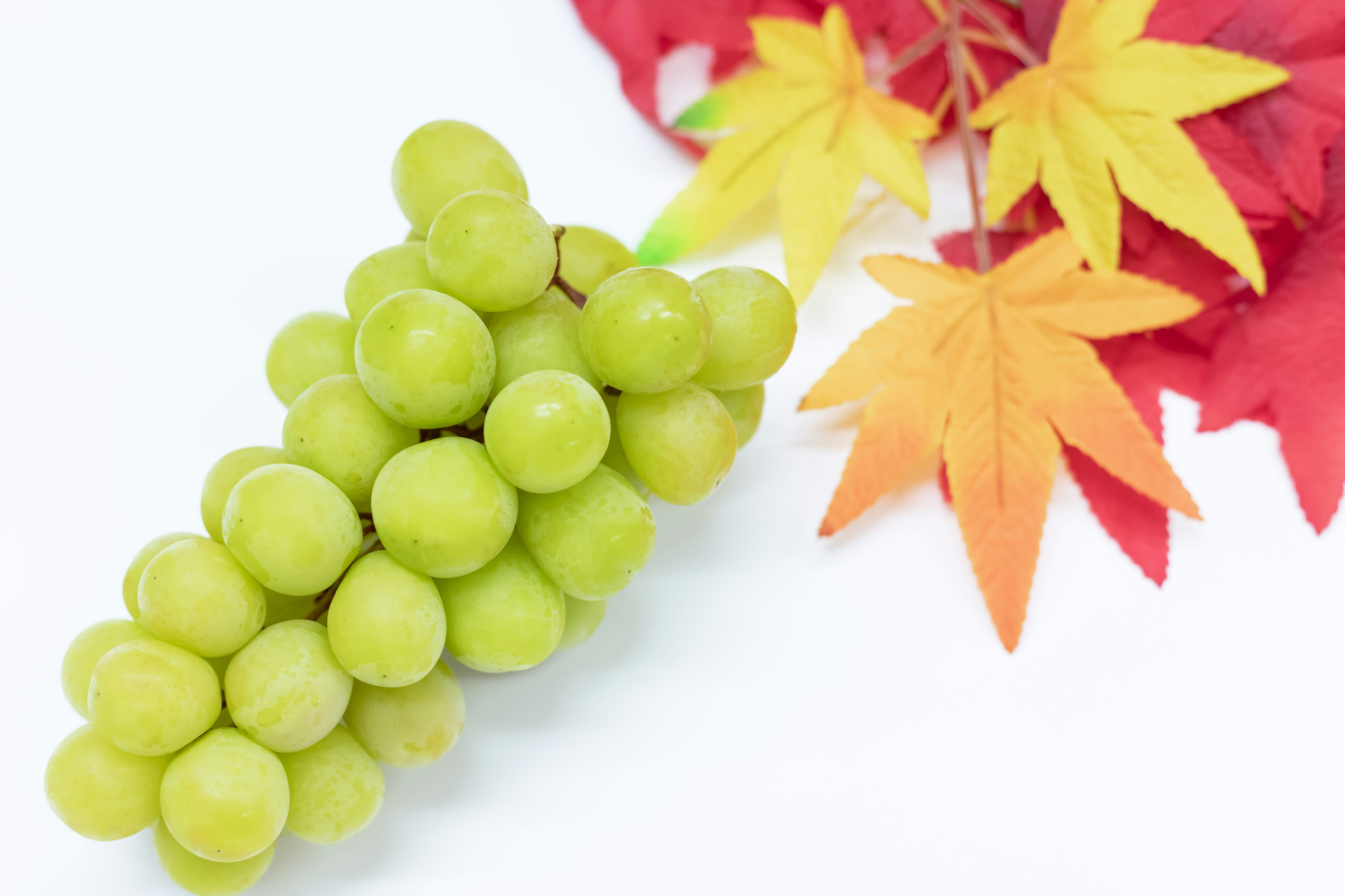 白背景に並ぶ緑のぶどうと秋の紅葉