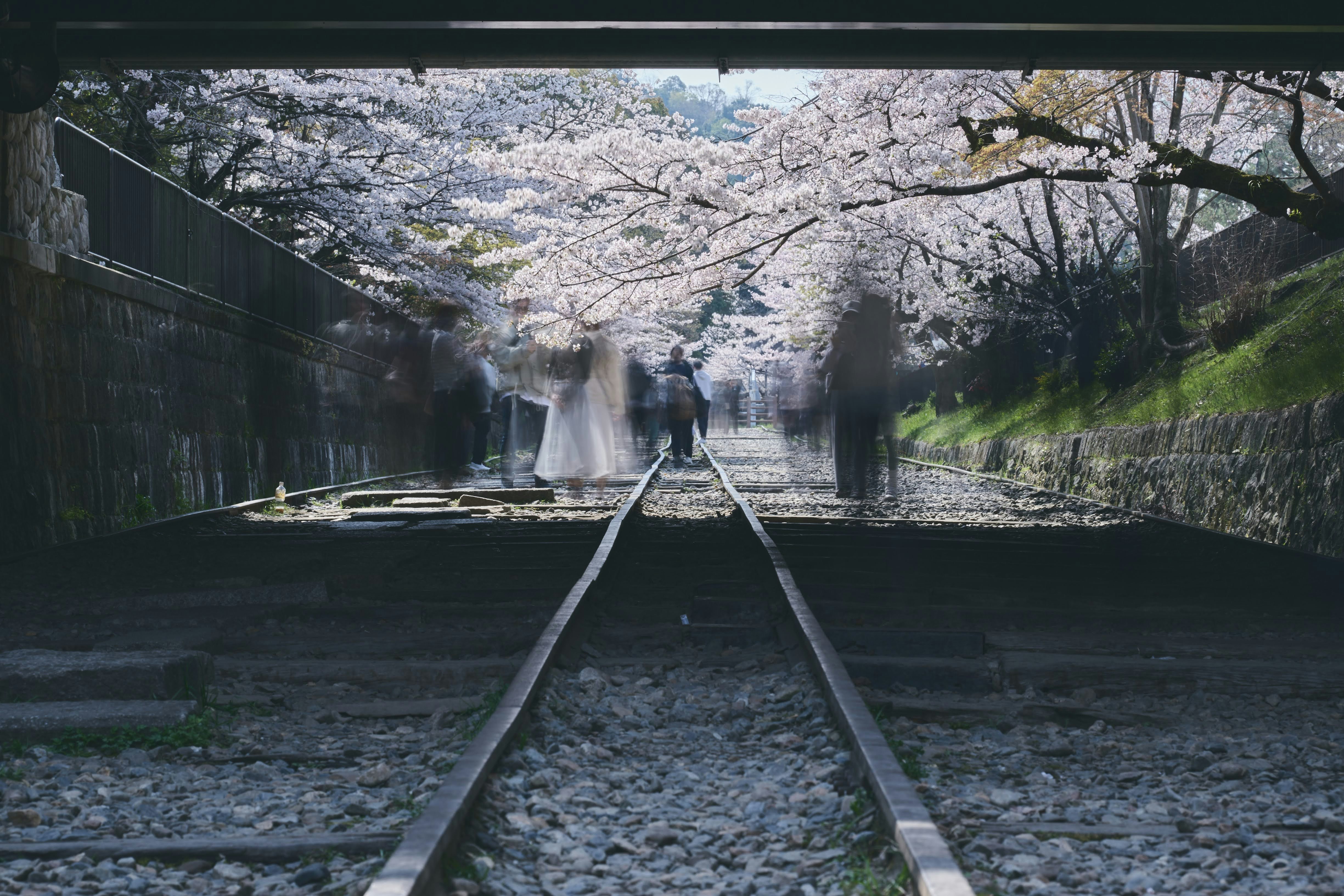 桜並木のトンネルと線路が続く小道