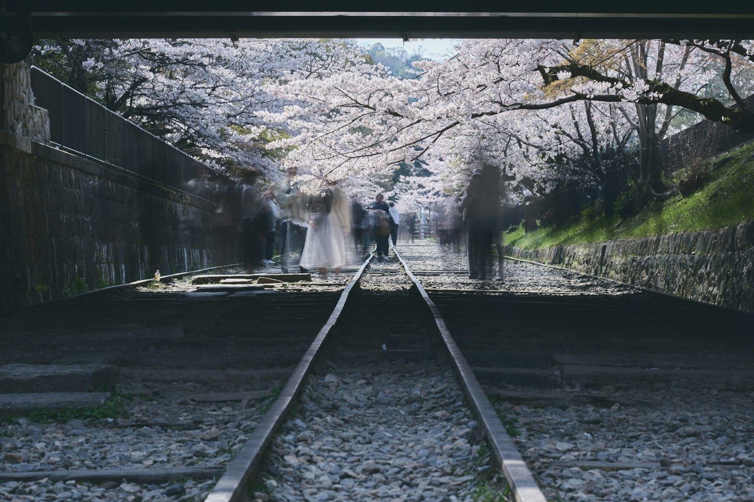 Siluet buram di rel kereta di bawah pohon sakura yang mekar