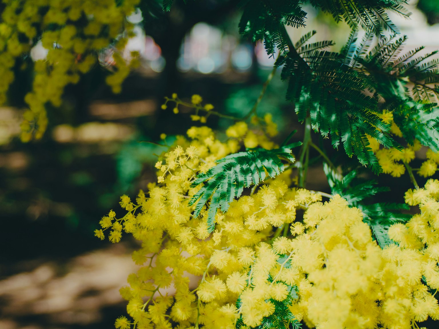 푸른 잎 사이로 보이는 생생한 노란 미모사 꽃