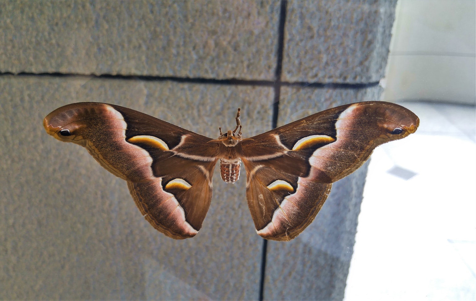 Un grand papillon brun aux ailes déployées reposant sur une surface avec un mur en béton en arrière-plan