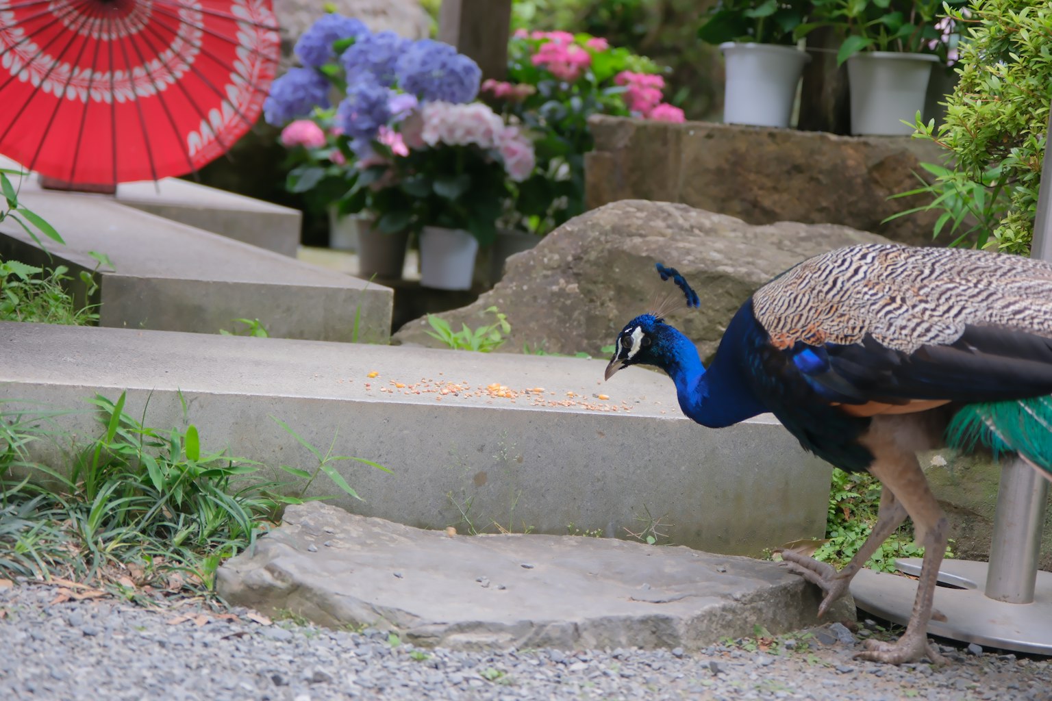Peacock walking in a garden with hydrangeas and a red umbrella