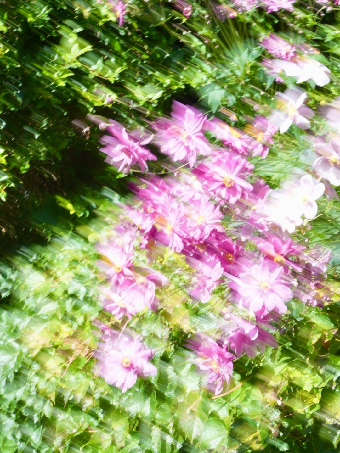 ぼやけたピンクの花と緑の葉が混ざり合った画像